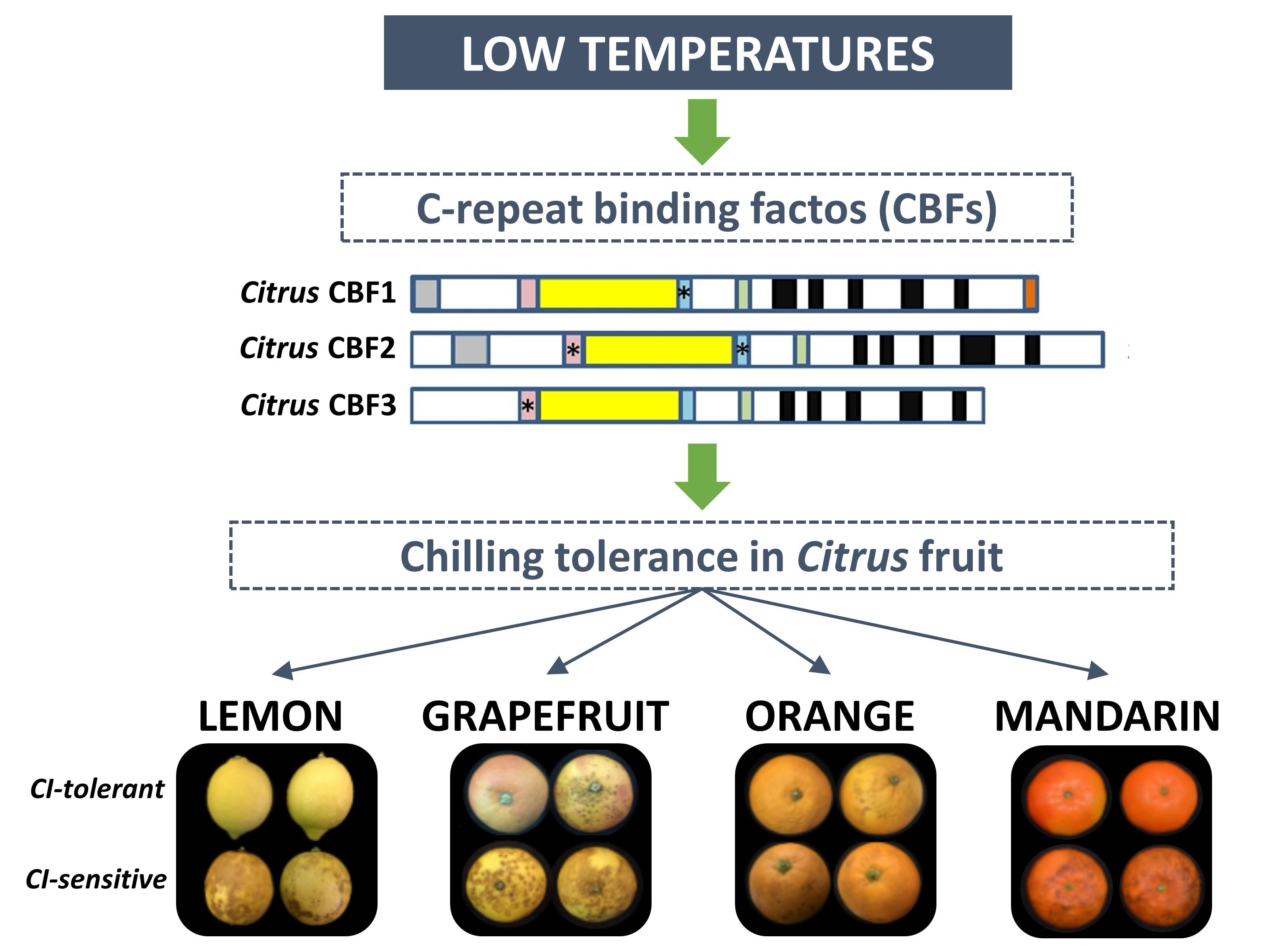 IJMS Free FullText Transcriptional Analysis of CRepeat Binding