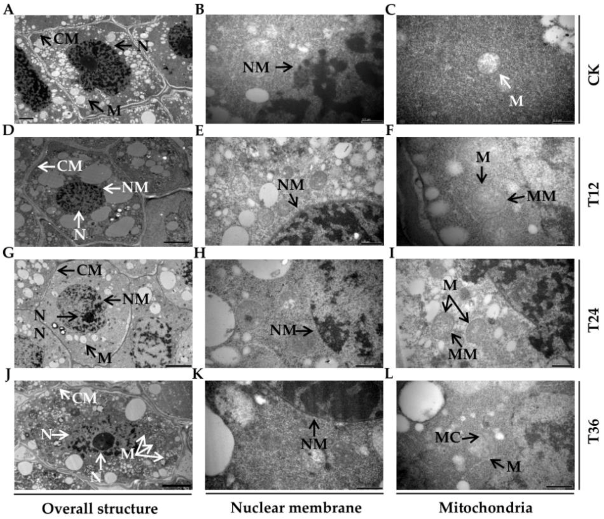 Ijms Free Full Text Comparative Time Course Physiological Responses And Proteomic Analysis Of Melatonin Priming On Promoting Germination In Aged Oat Avena Sativa L Seeds Html Ijms Free Full Text Comparative Time Course Physiological Responses And Proteomic Analysis Of Melatonin Priming On Promoting Germination In Aged Oat Avena Sativa L Seeds Html