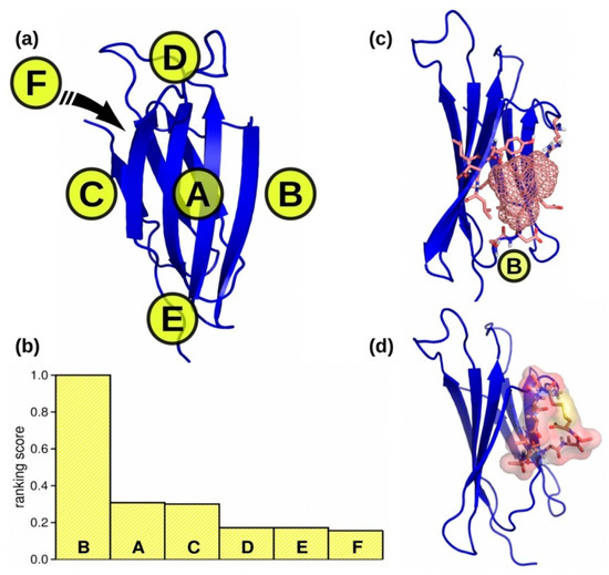 Computational Evolution of Beta-2-Microglobulin Binding Peptides for ...