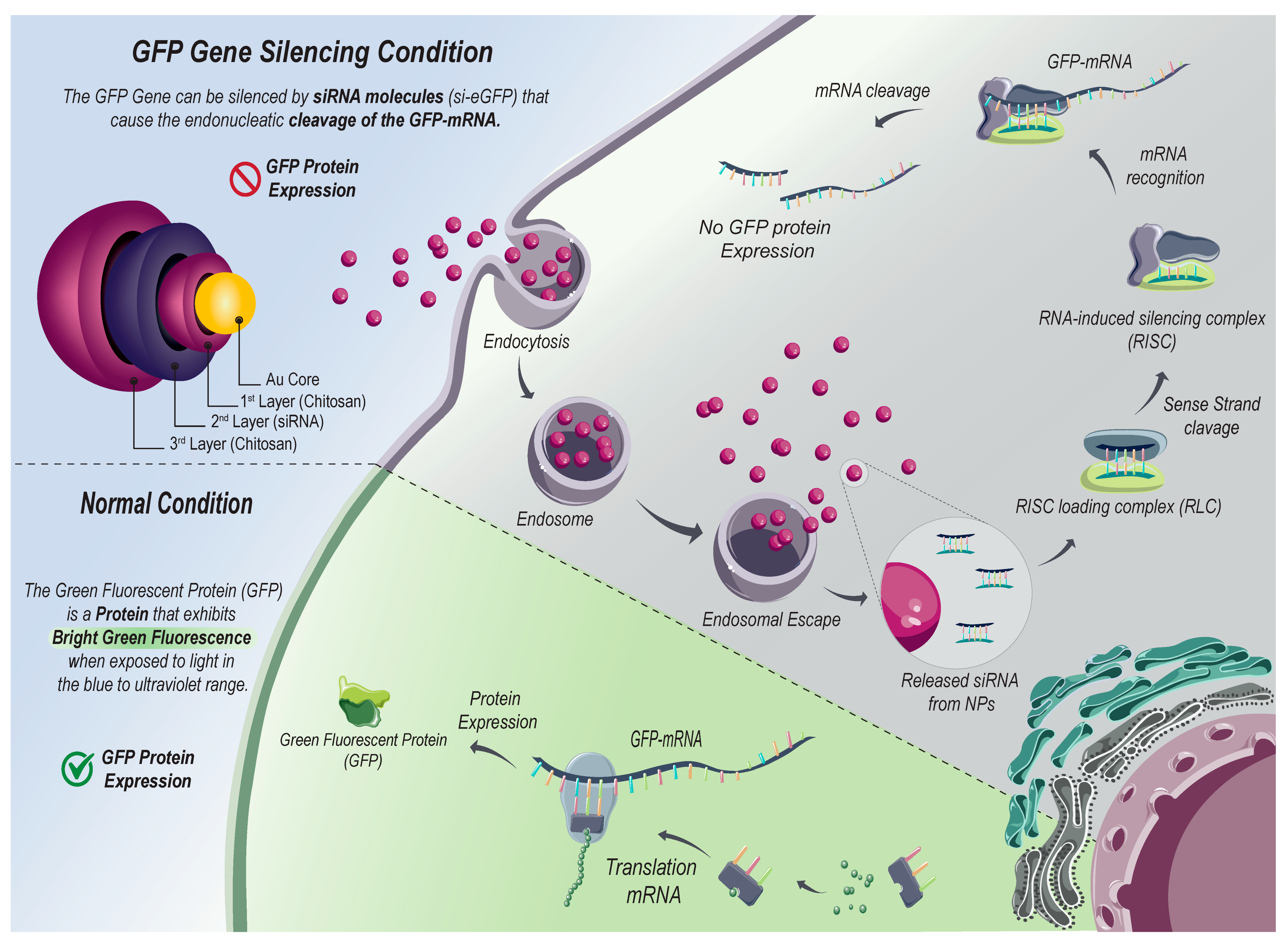 Ijms 22 00831 sch001