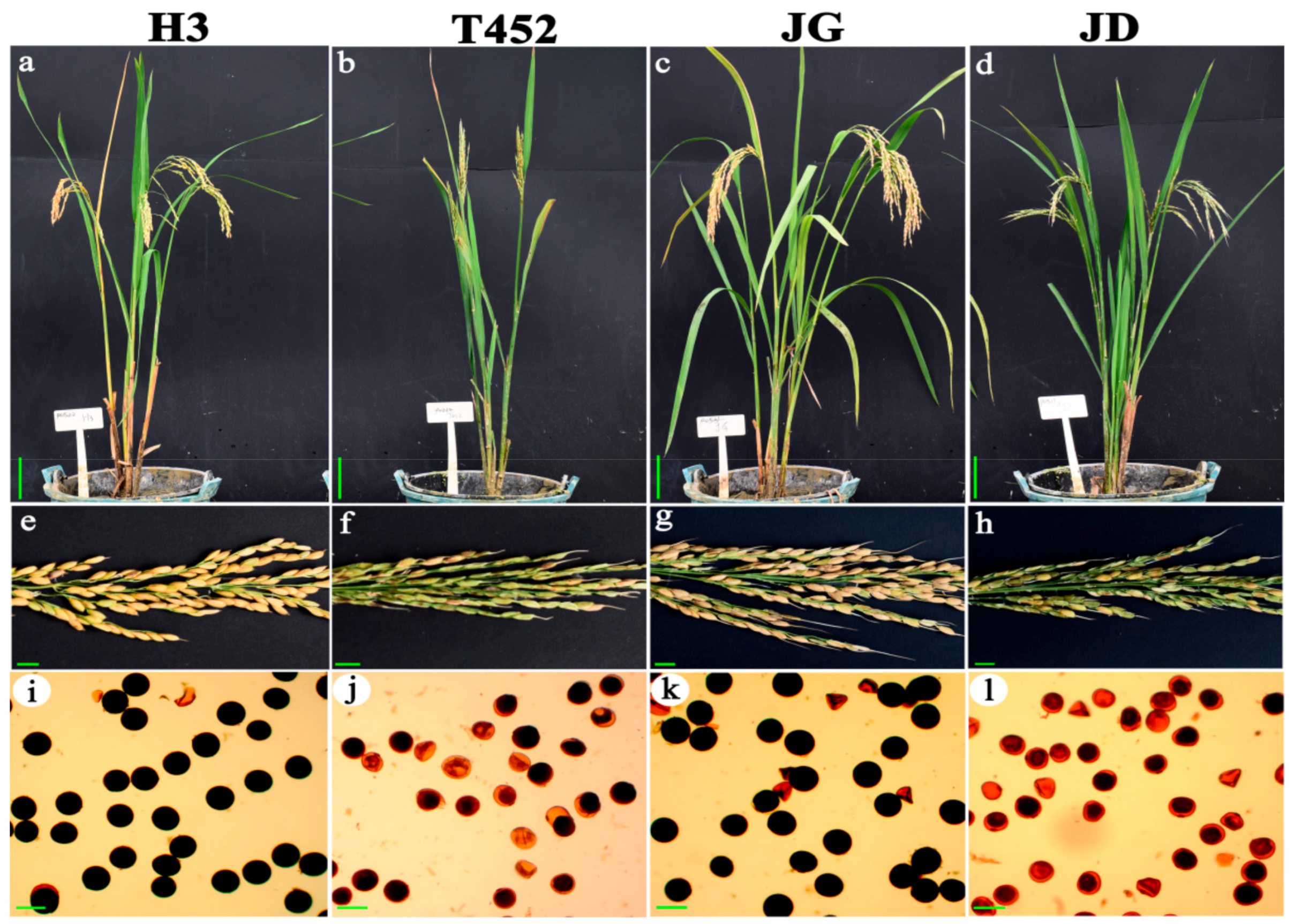 Ijms 22 00841 g001 Ijms 22 00841 g001