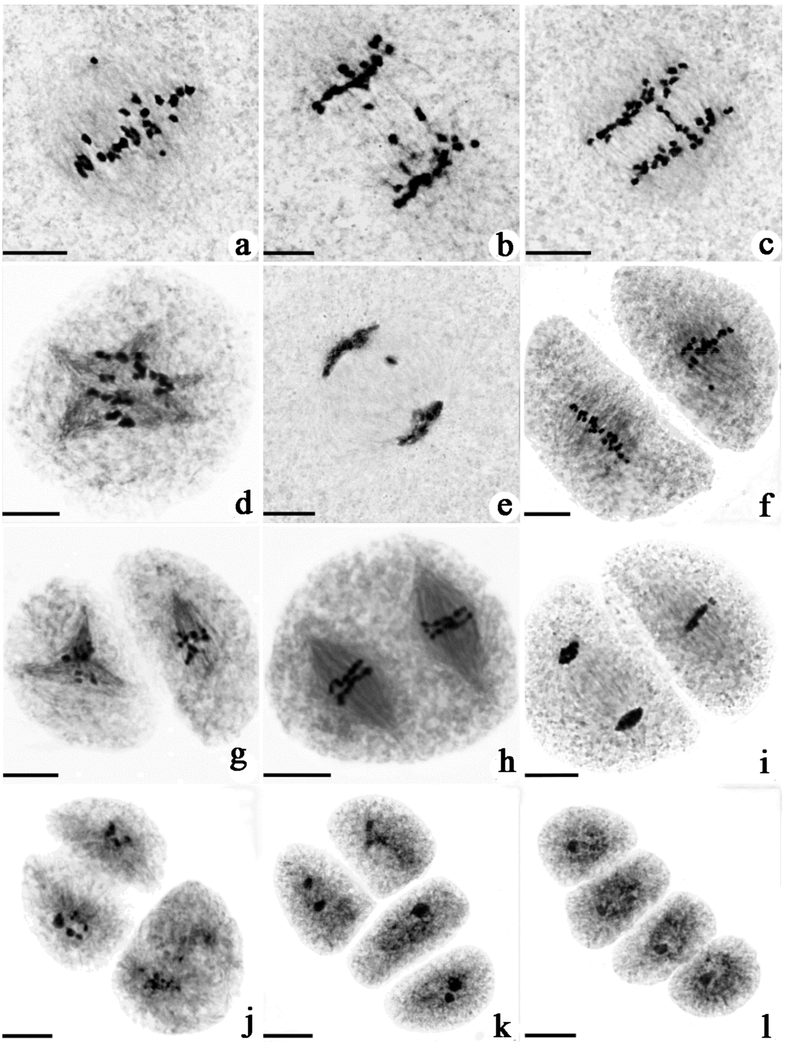 Ijms 22 00841 g002 Ijms 22 00841 g002