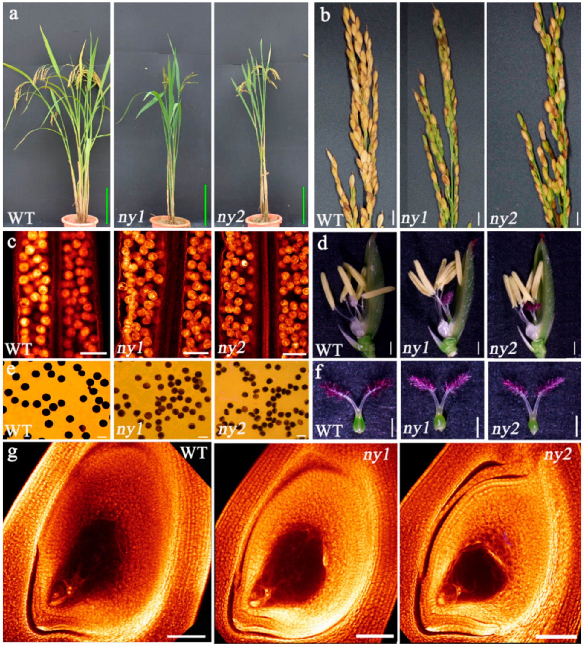 Ijms 22 00841 g005 Ijms 22 00841 g005