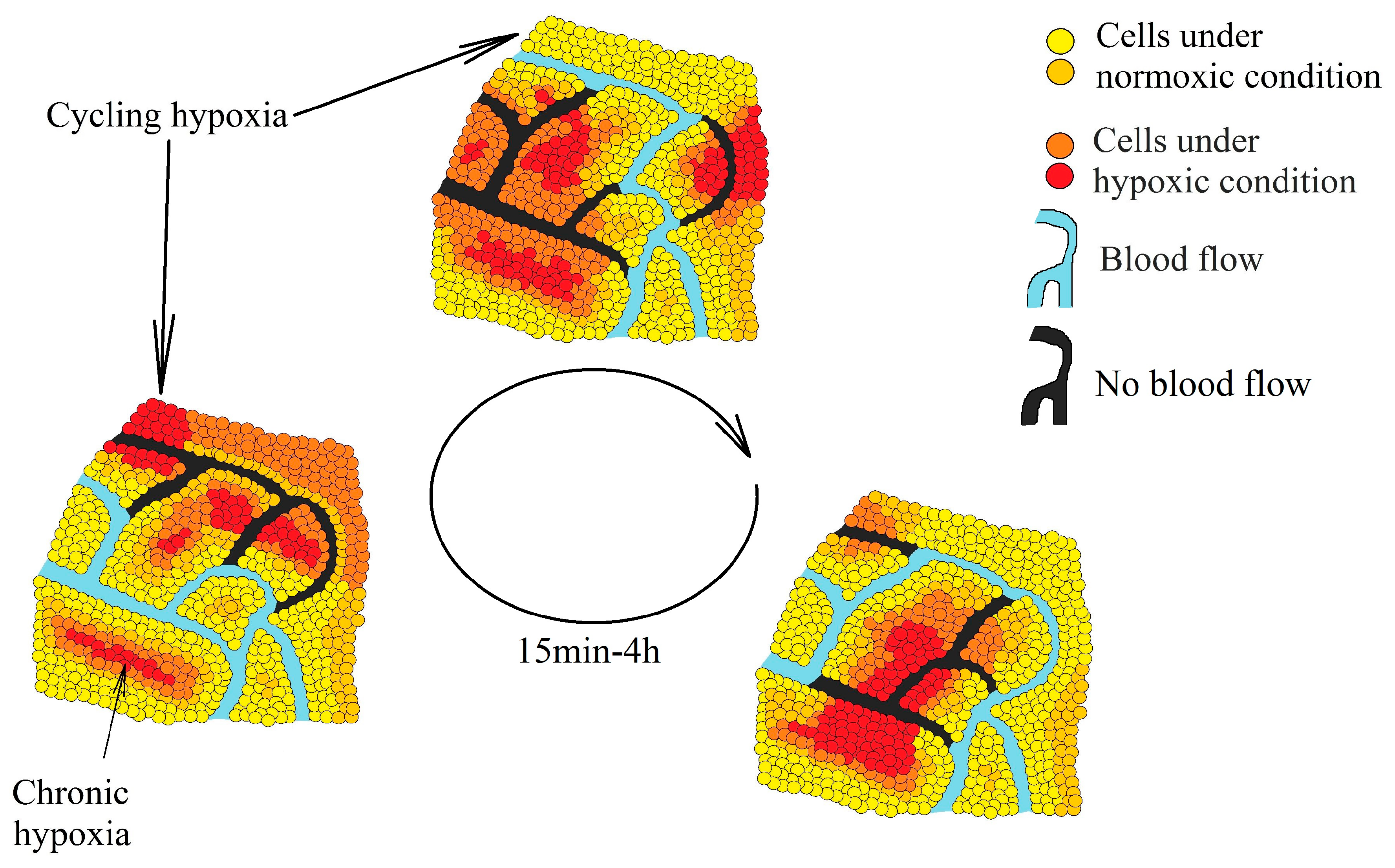 Ijms 22 00843 g001 Ijms 22 00843 g001