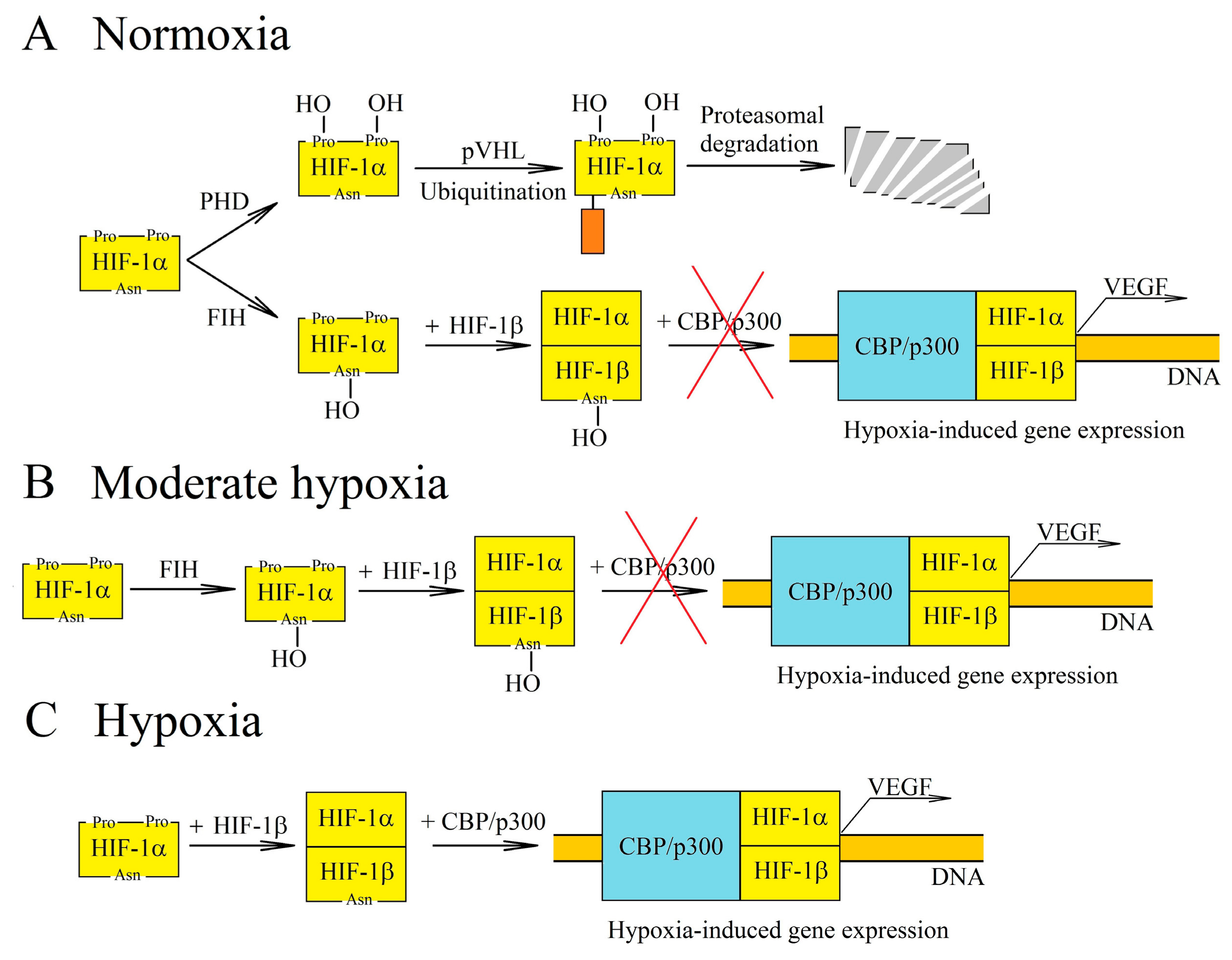 Ijms 22 00843 g002 Ijms 22 00843 g002