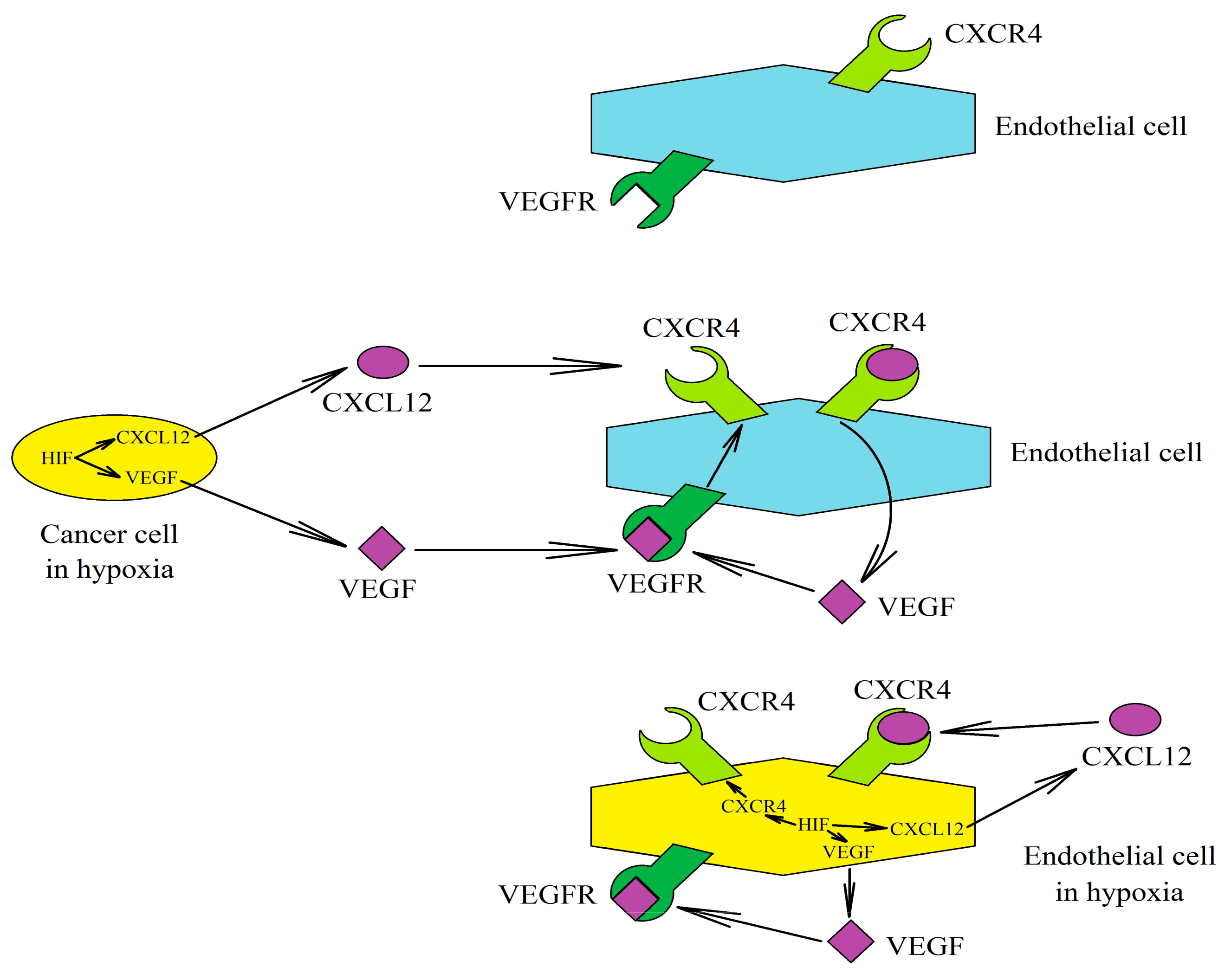 Ijms 22 00843 g004 Ijms 22 00843 g004