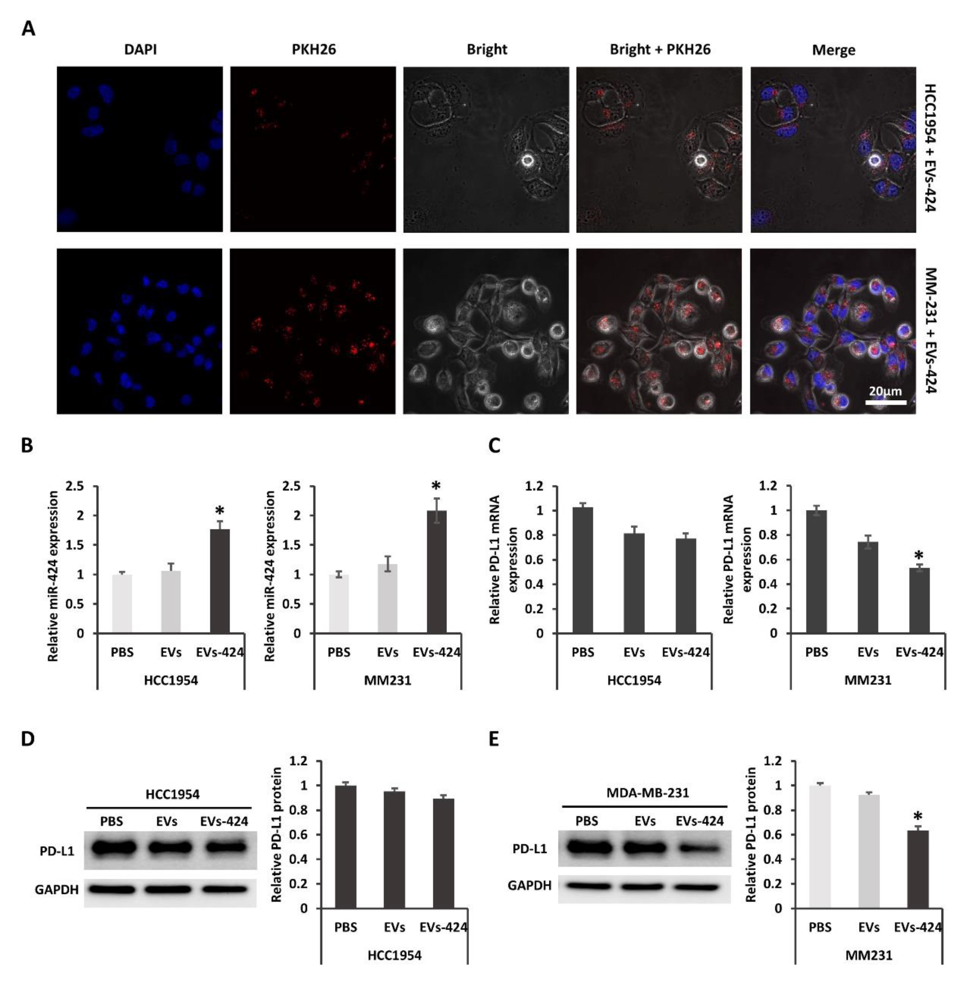 Ijms 22 00844 g004 Ijms 22 00844 g004
