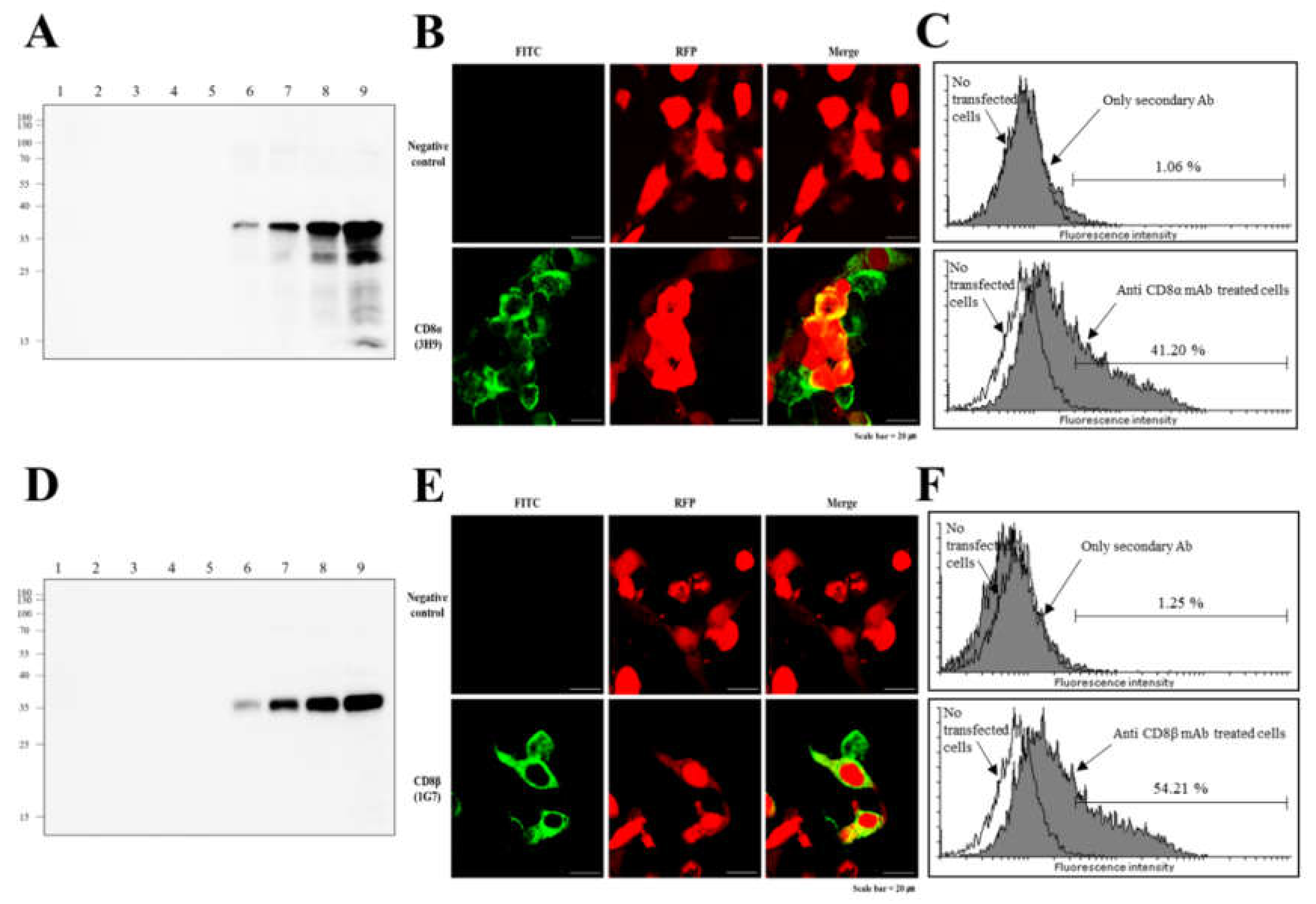 Ijms 22 00847 g003 Ijms 22 00847 g003