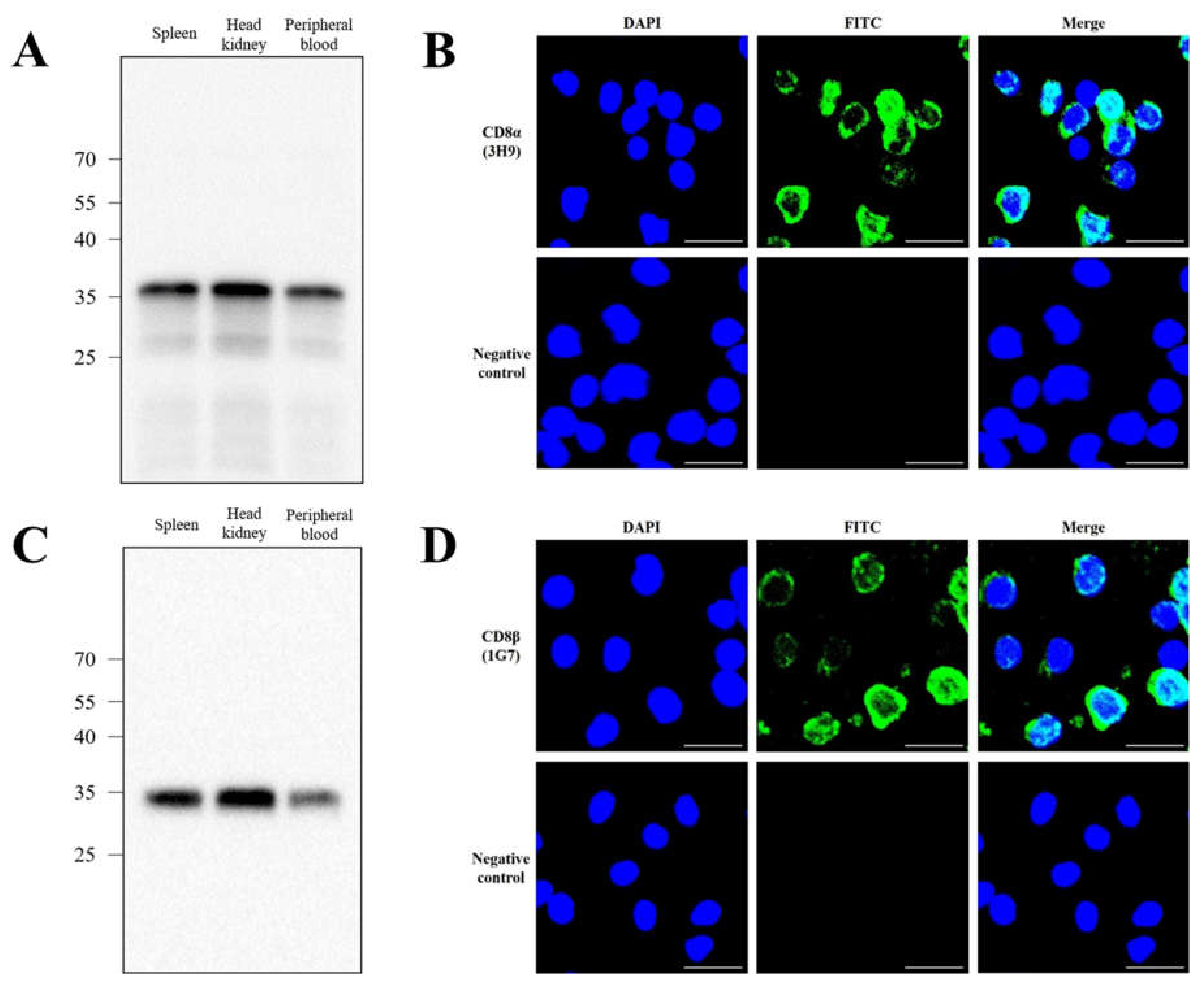 Ijms 22 00847 g004 Ijms 22 00847 g004