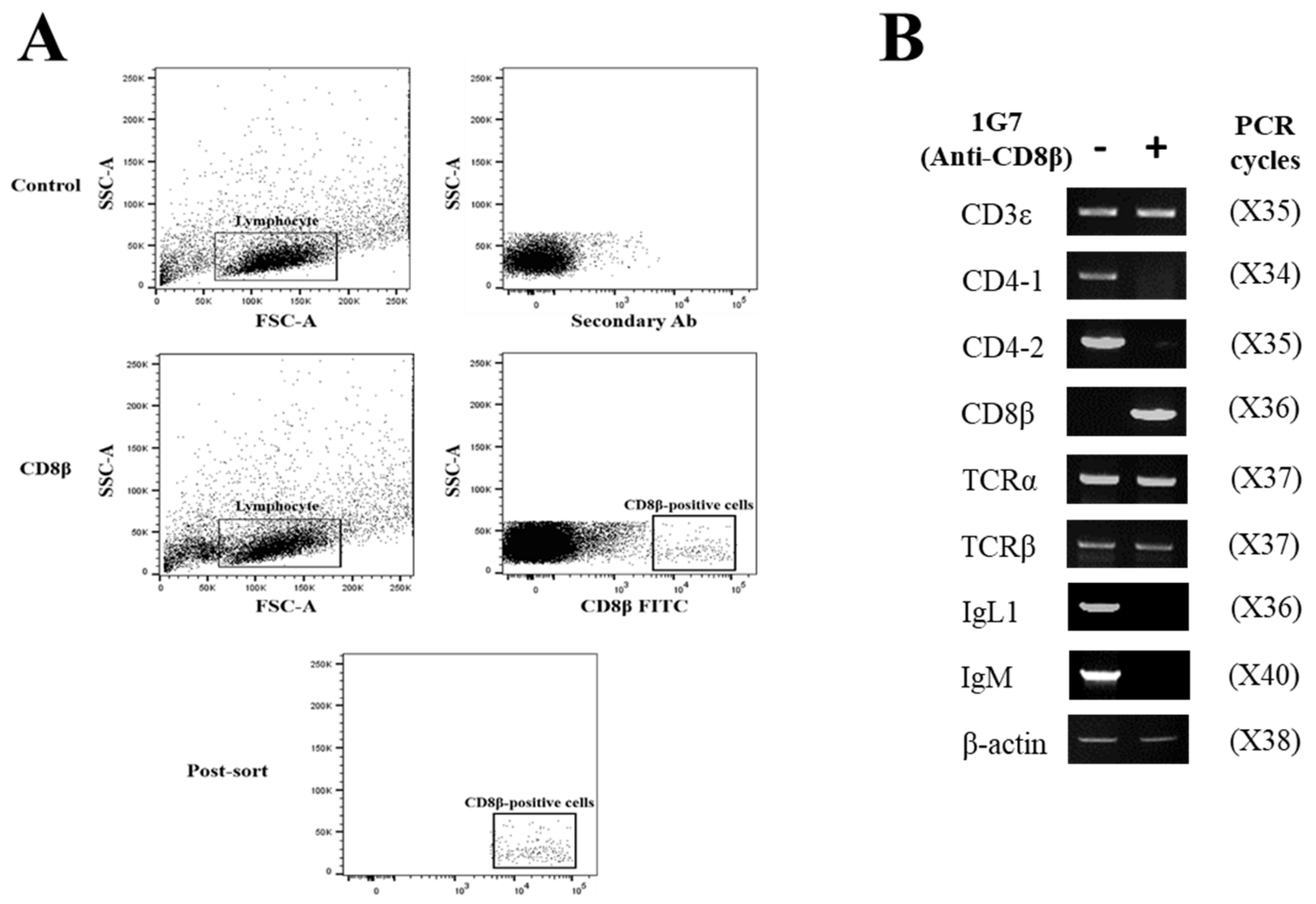 Ijms 22 00847 g007 Ijms 22 00847 g007