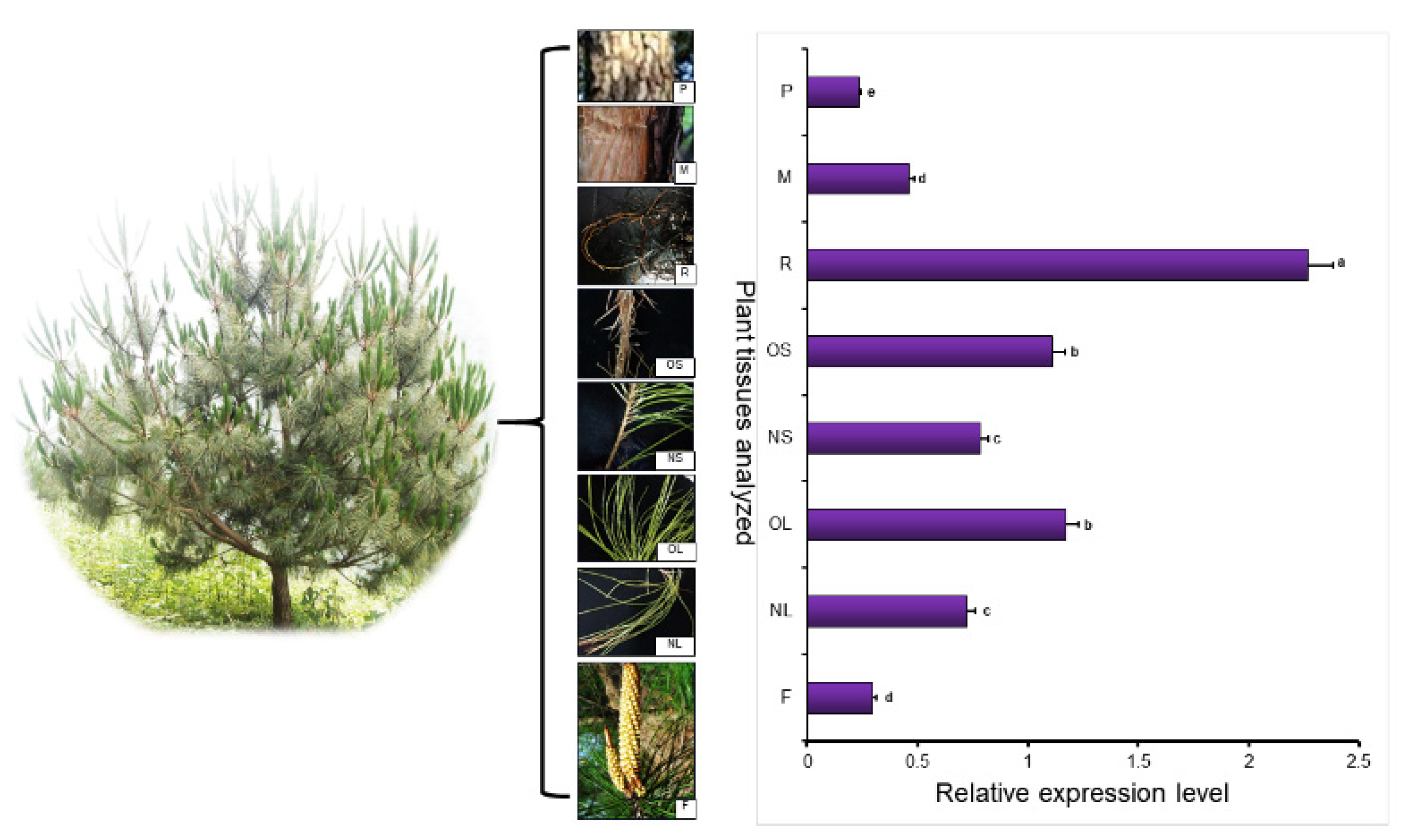 Ijms 22 00848 g002 Ijms 22 00848 g002