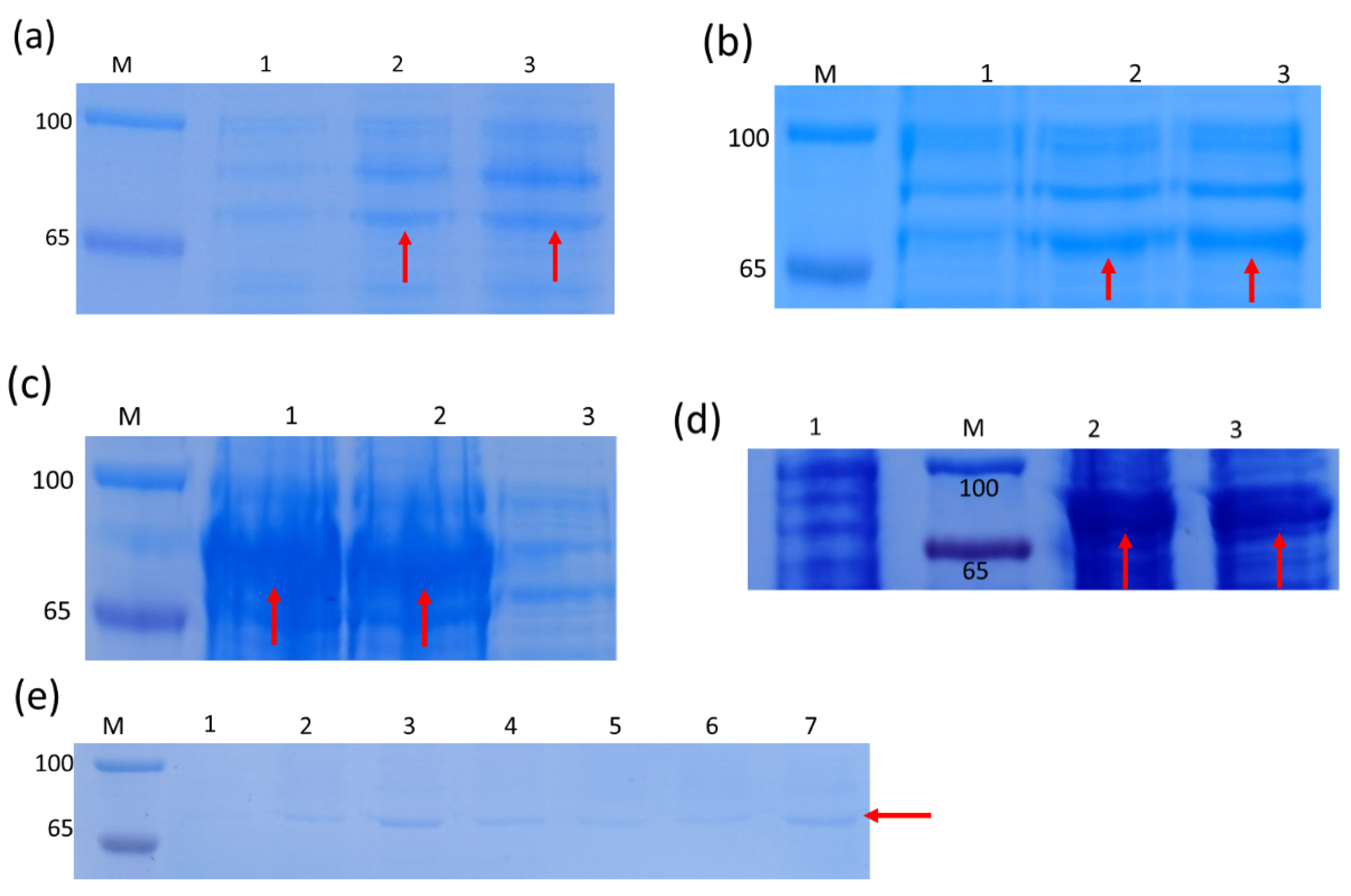 Ijms 22 00848 g004 Ijms 22 00848 g004