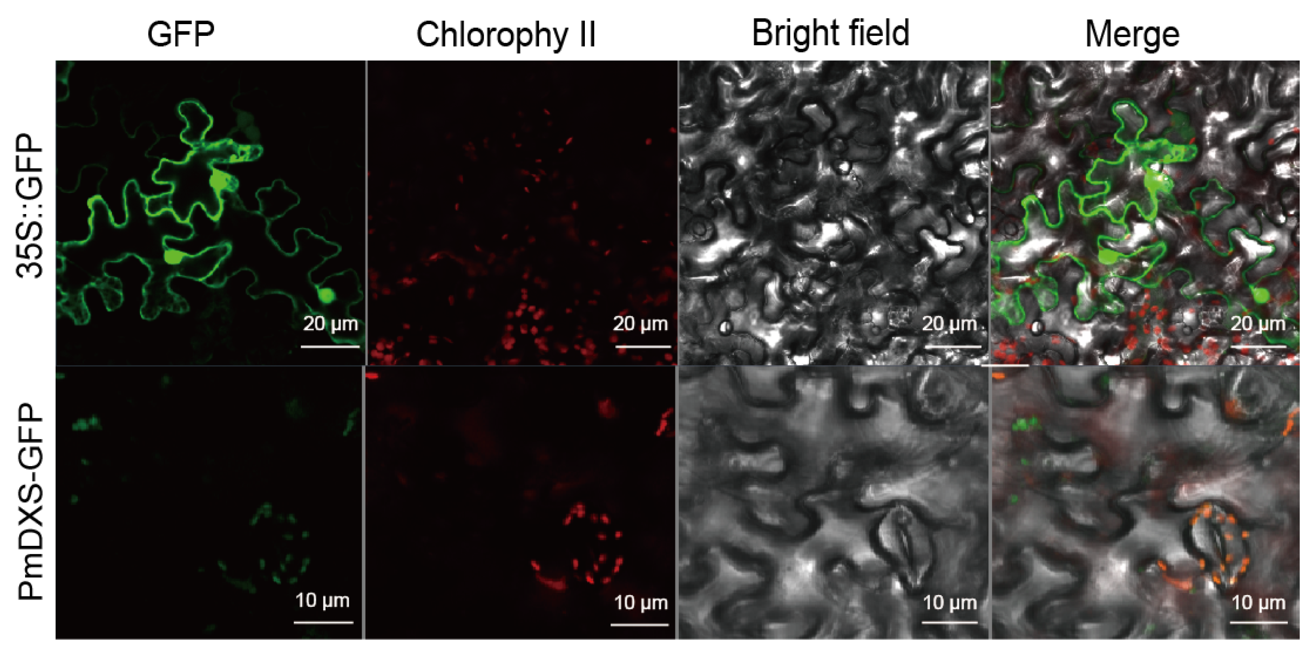 Ijms 22 00848 g006 Ijms 22 00848 g006