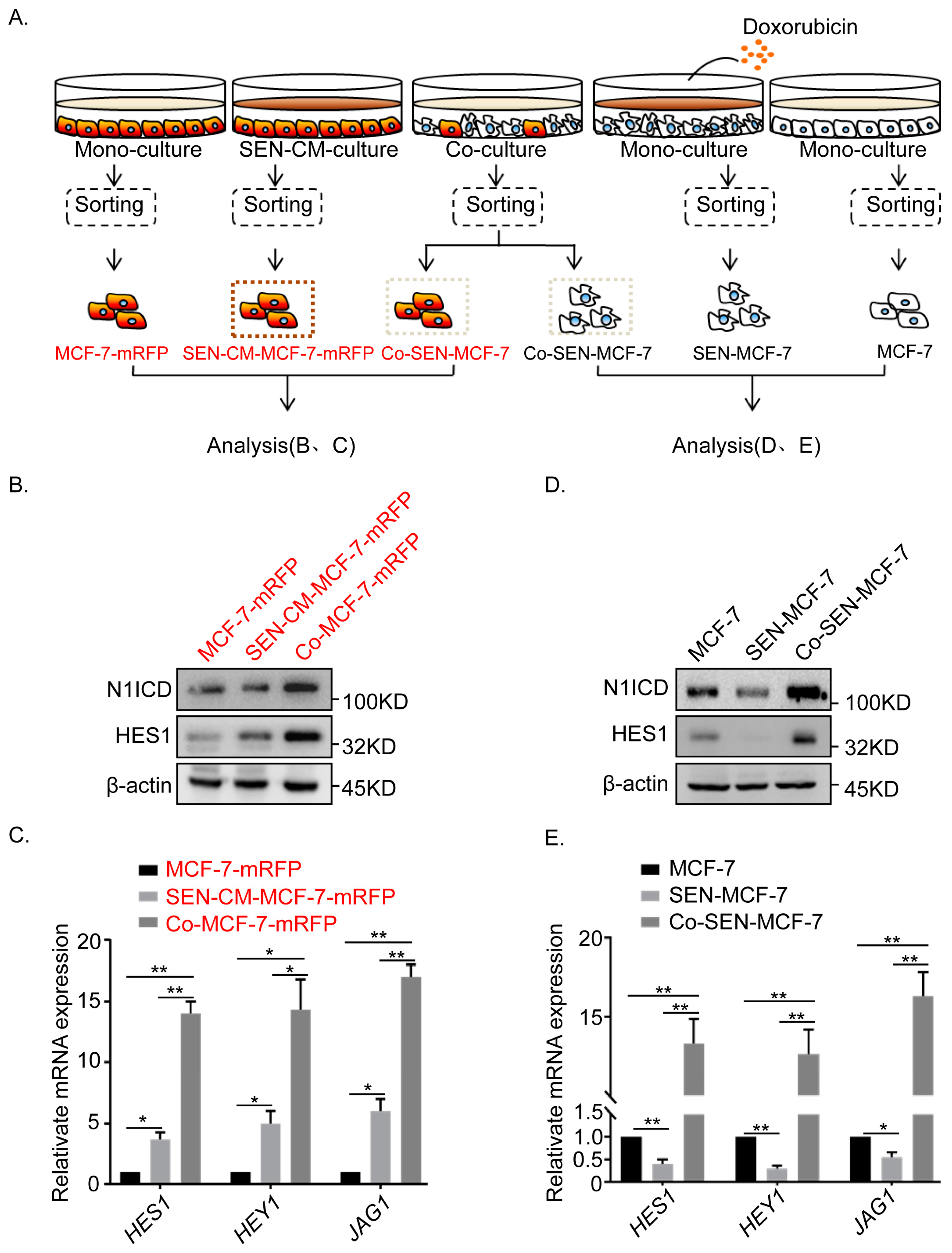 Ijms 22 00849 g003 Ijms 22 00849 g003