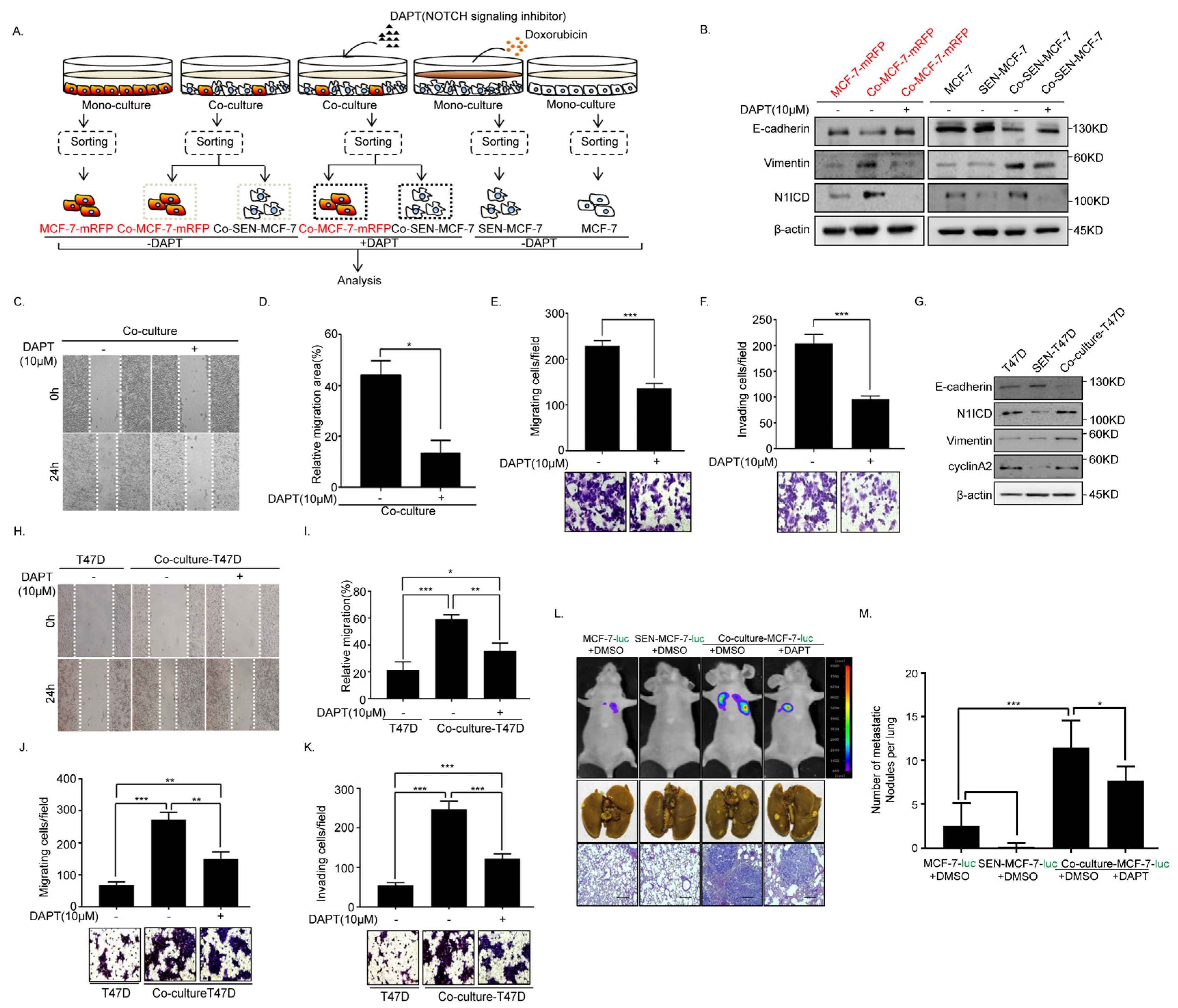 Ijms 22 00849 g004 Ijms 22 00849 g004