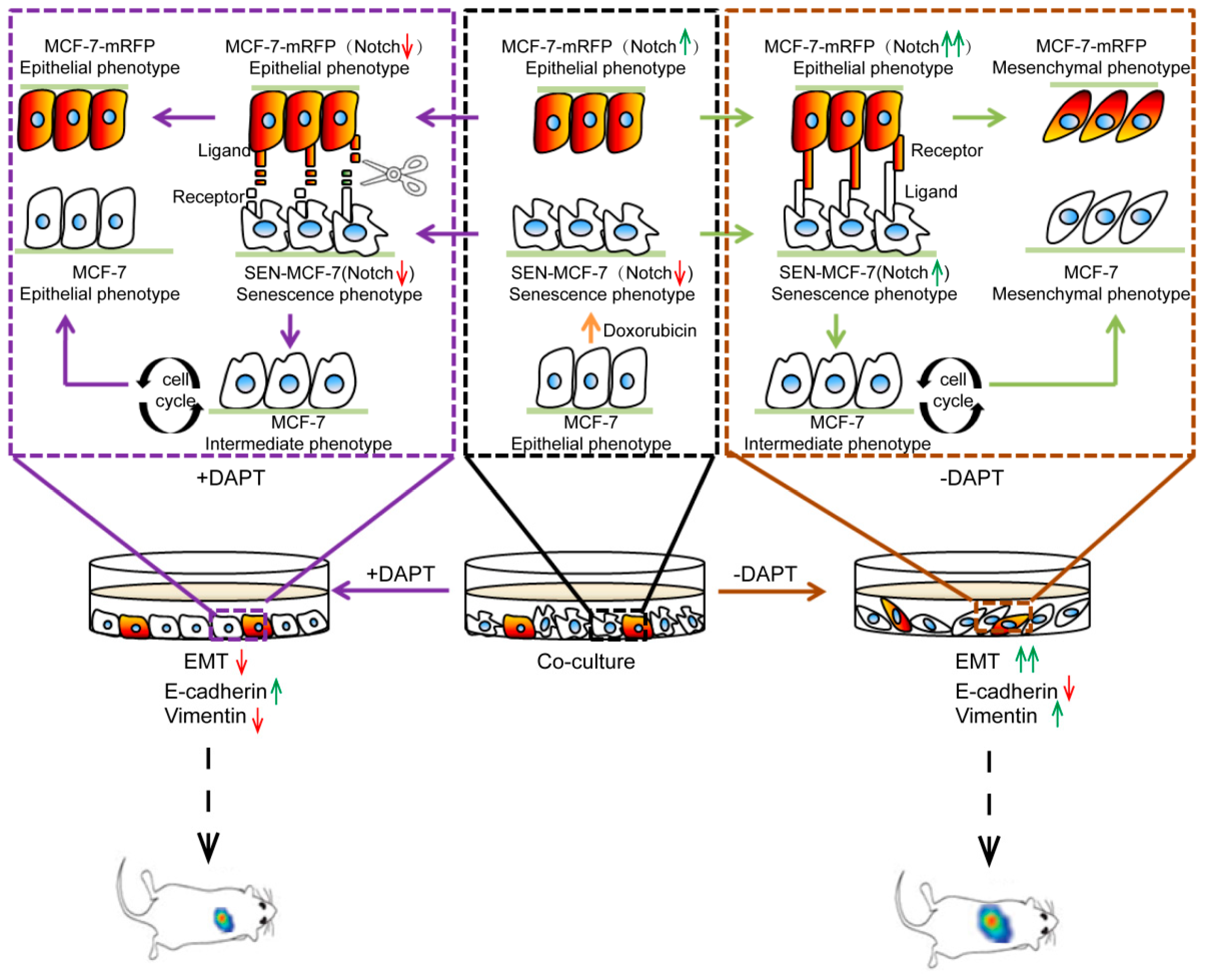 Ijms 22 00849 g005 Ijms 22 00849 g005