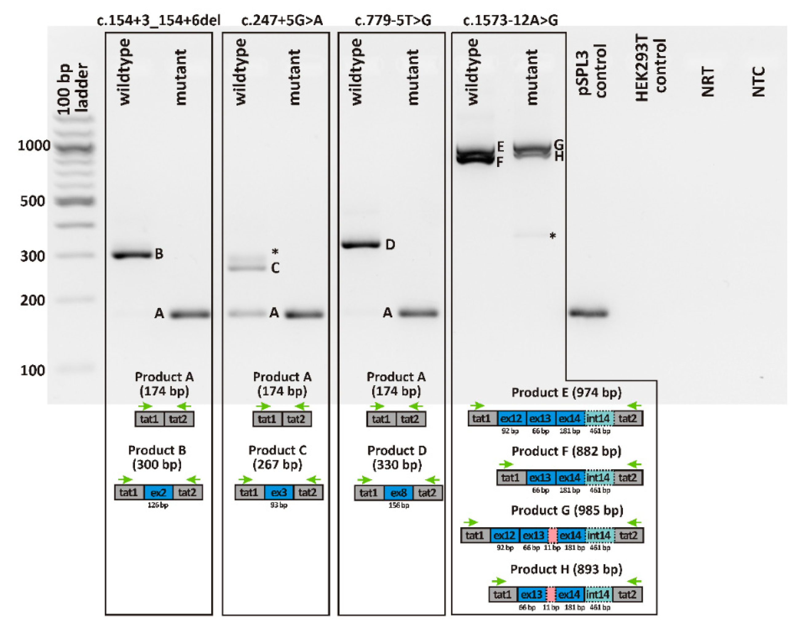 Ijms 22 00850 g003 Ijms 22 00850 g003