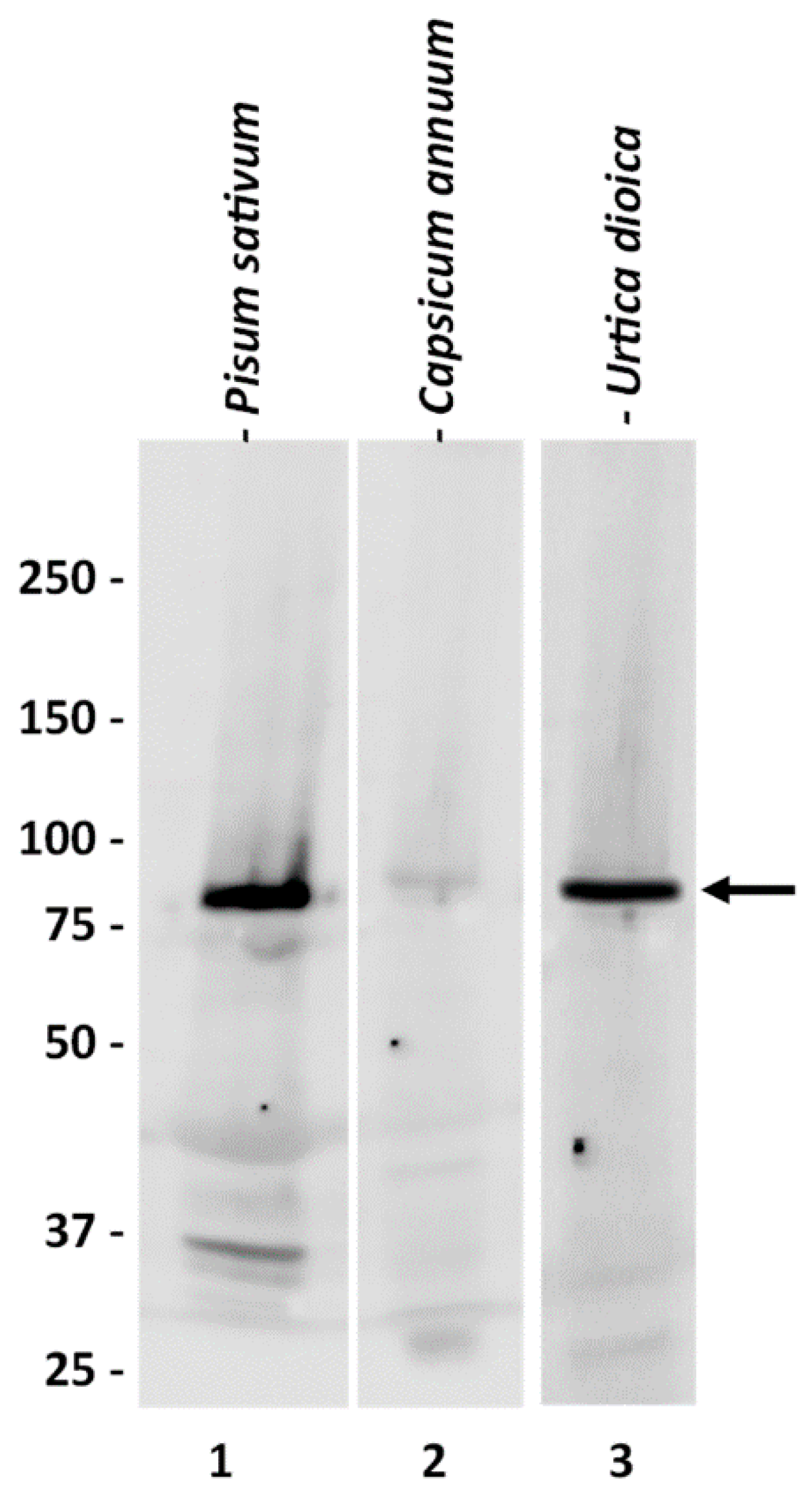 Ijms 22 00851 g001 Ijms 22 00851 g001