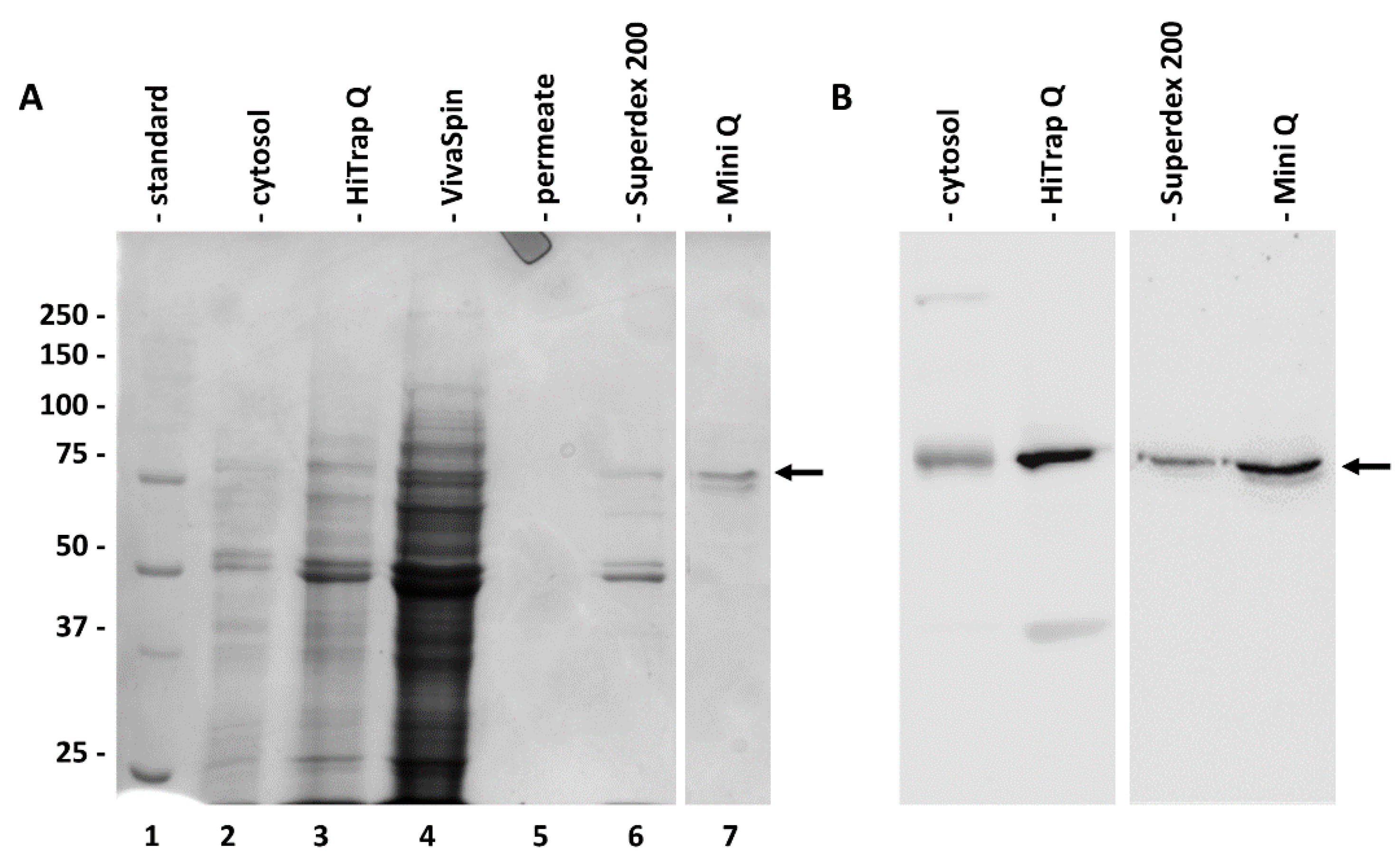 Ijms 22 00851 g003 Ijms 22 00851 g003