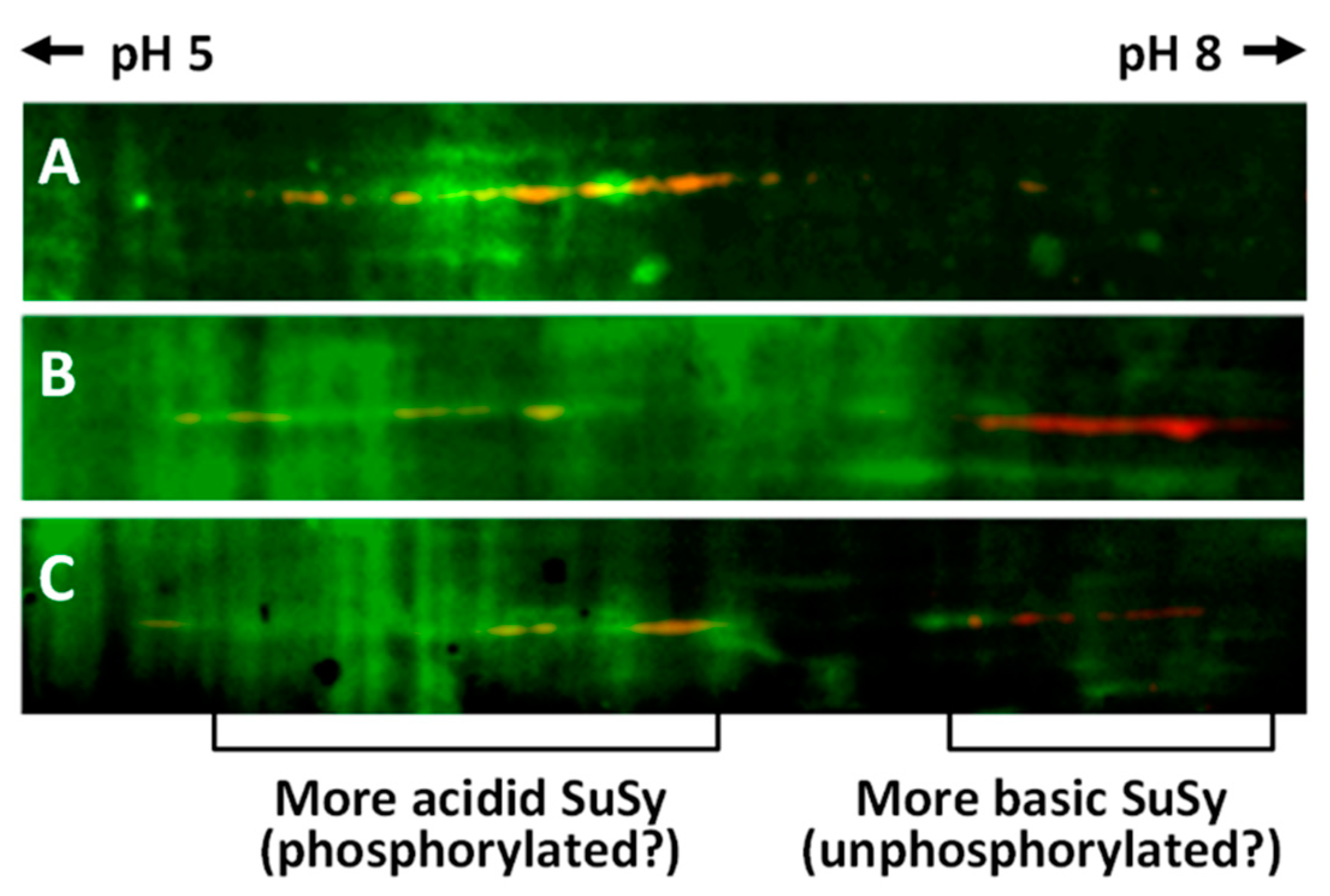 Ijms 22 00851 g007 Ijms 22 00851 g007