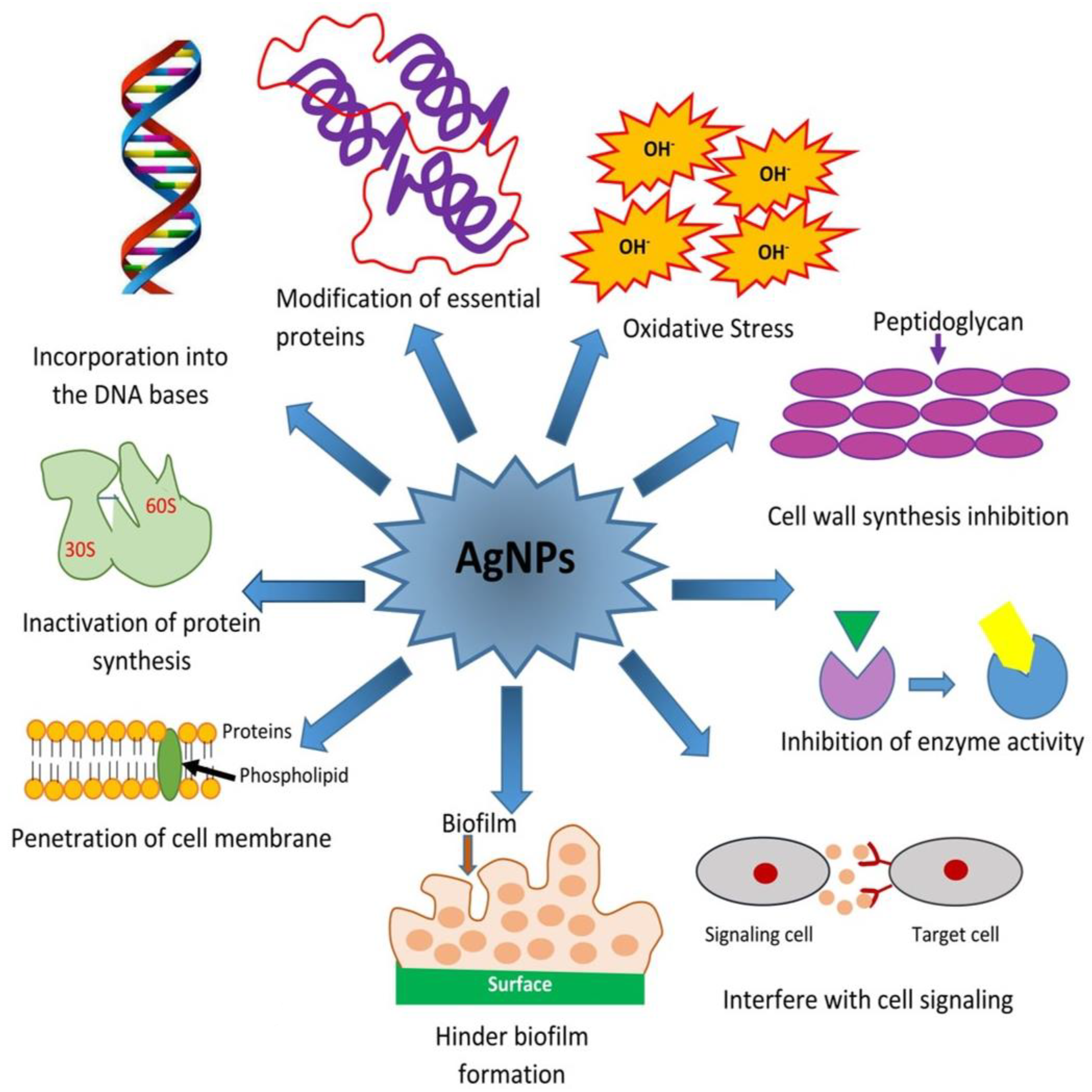 Ijms 22 00859 g003 Ijms 22 00859 g003