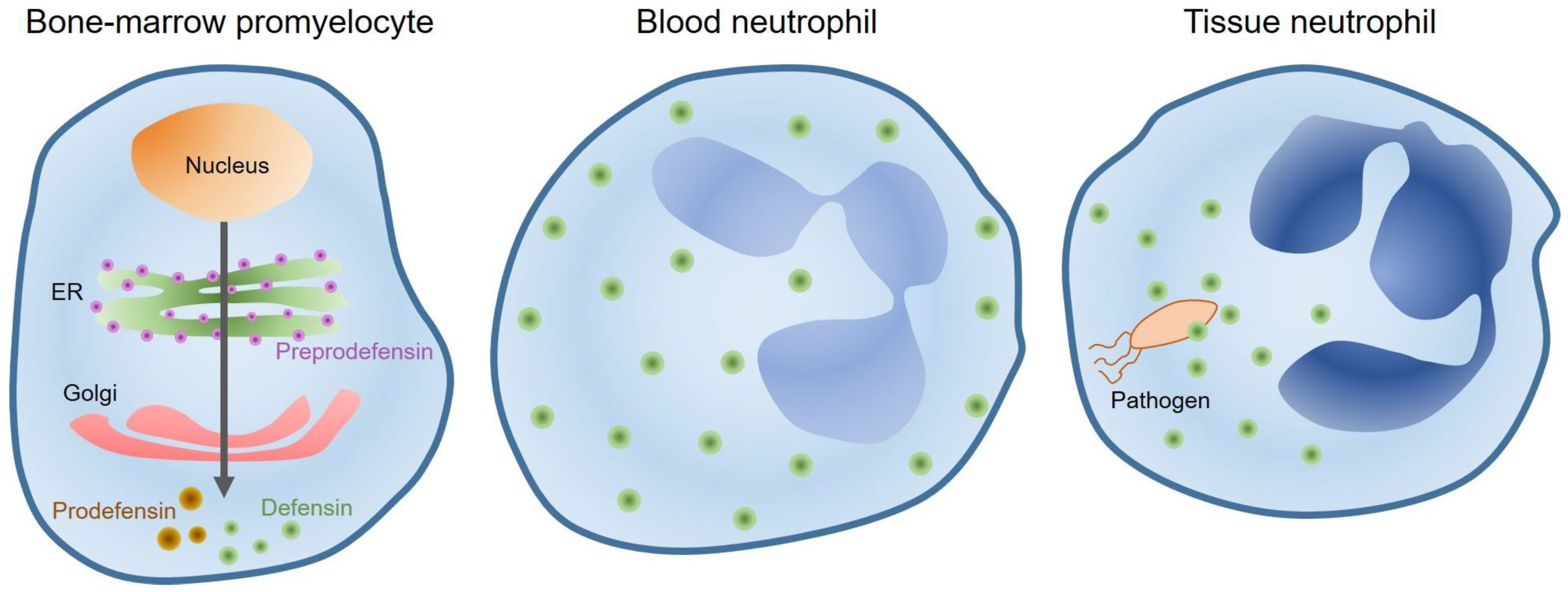 Ijms 22 00859 g005 Ijms 22 00859 g005