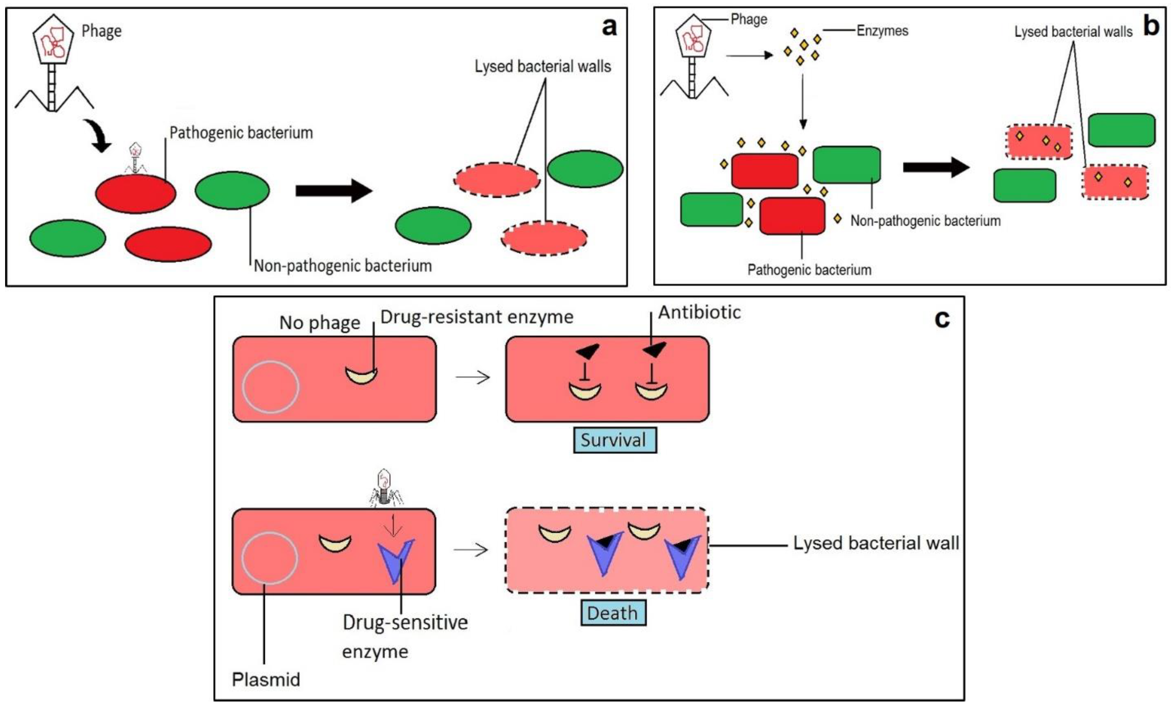 Ijms 22 00859 g007 Ijms 22 00859 g007