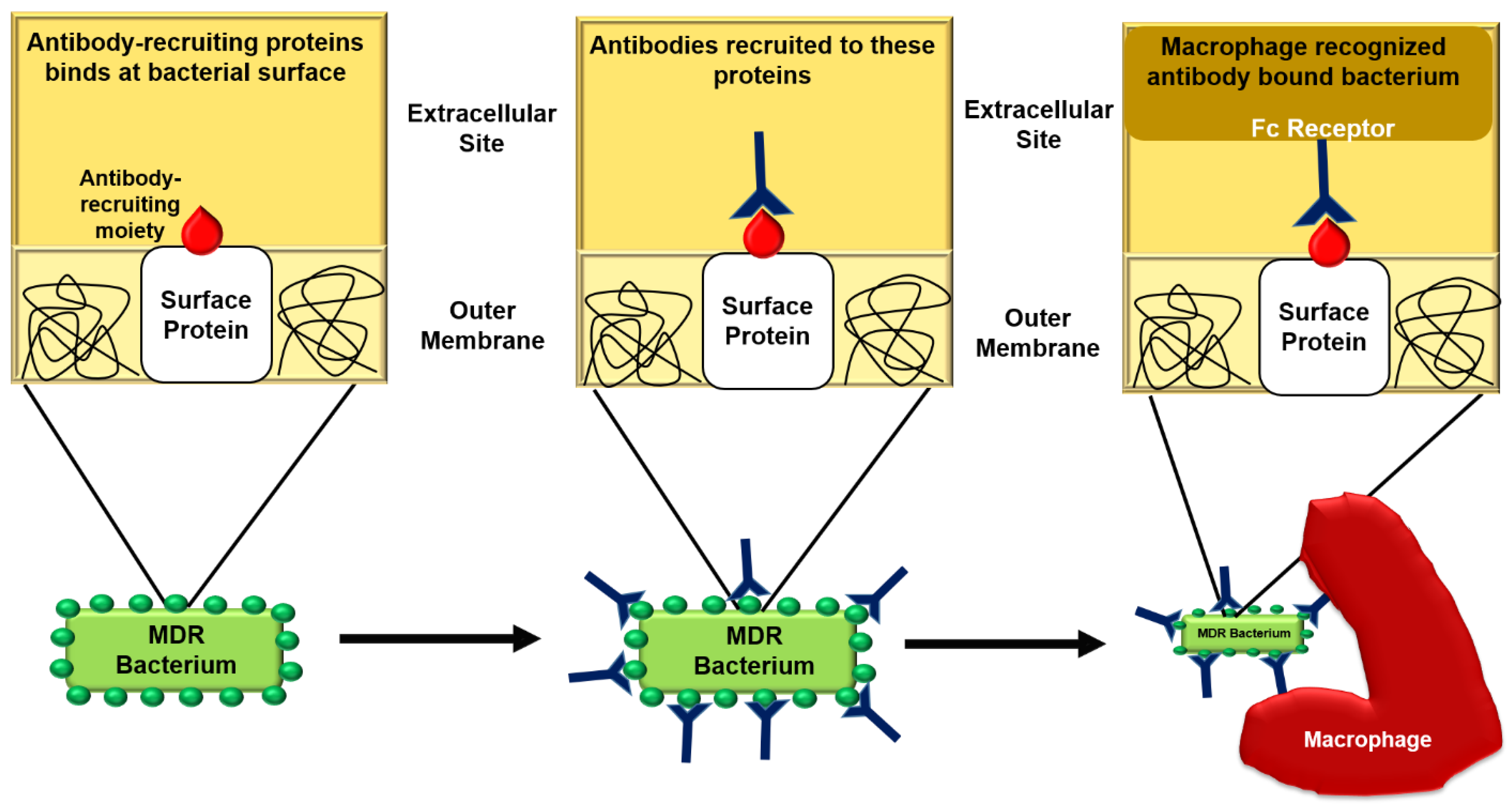 Ijms 22 00859 g008 Ijms 22 00859 g008
