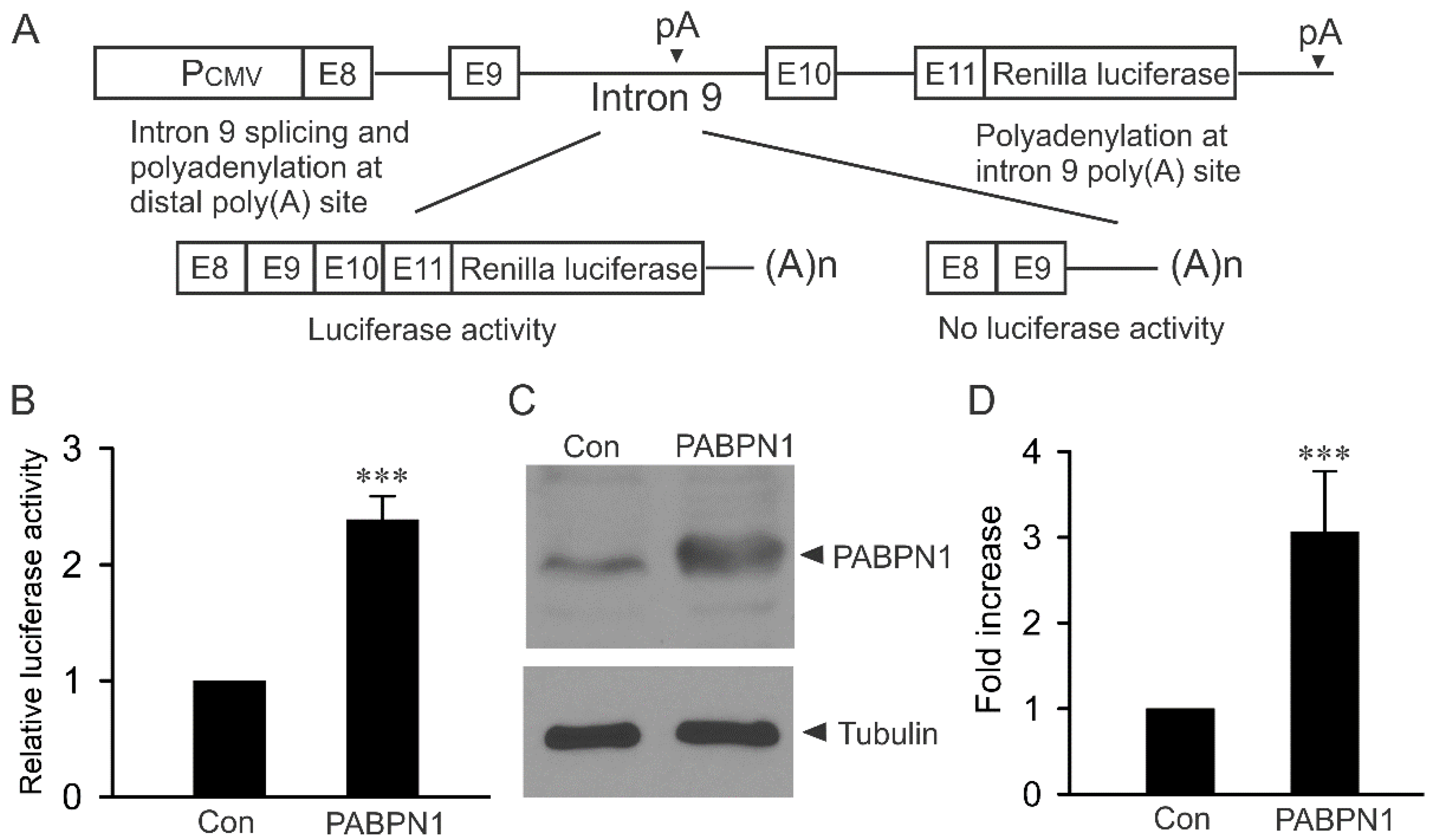 Ijms 22 00863 g001 Ijms 22 00863 g001