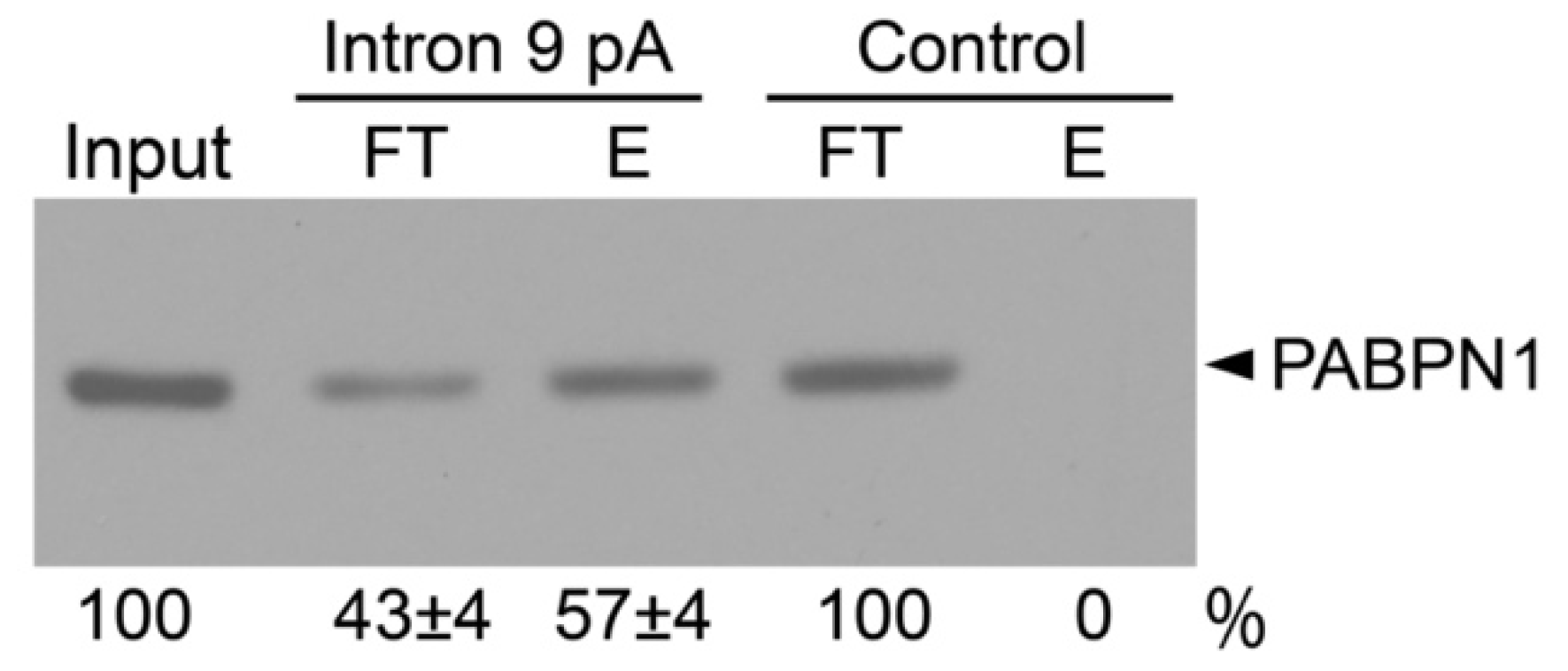 Ijms 22 00863 g003 Ijms 22 00863 g003