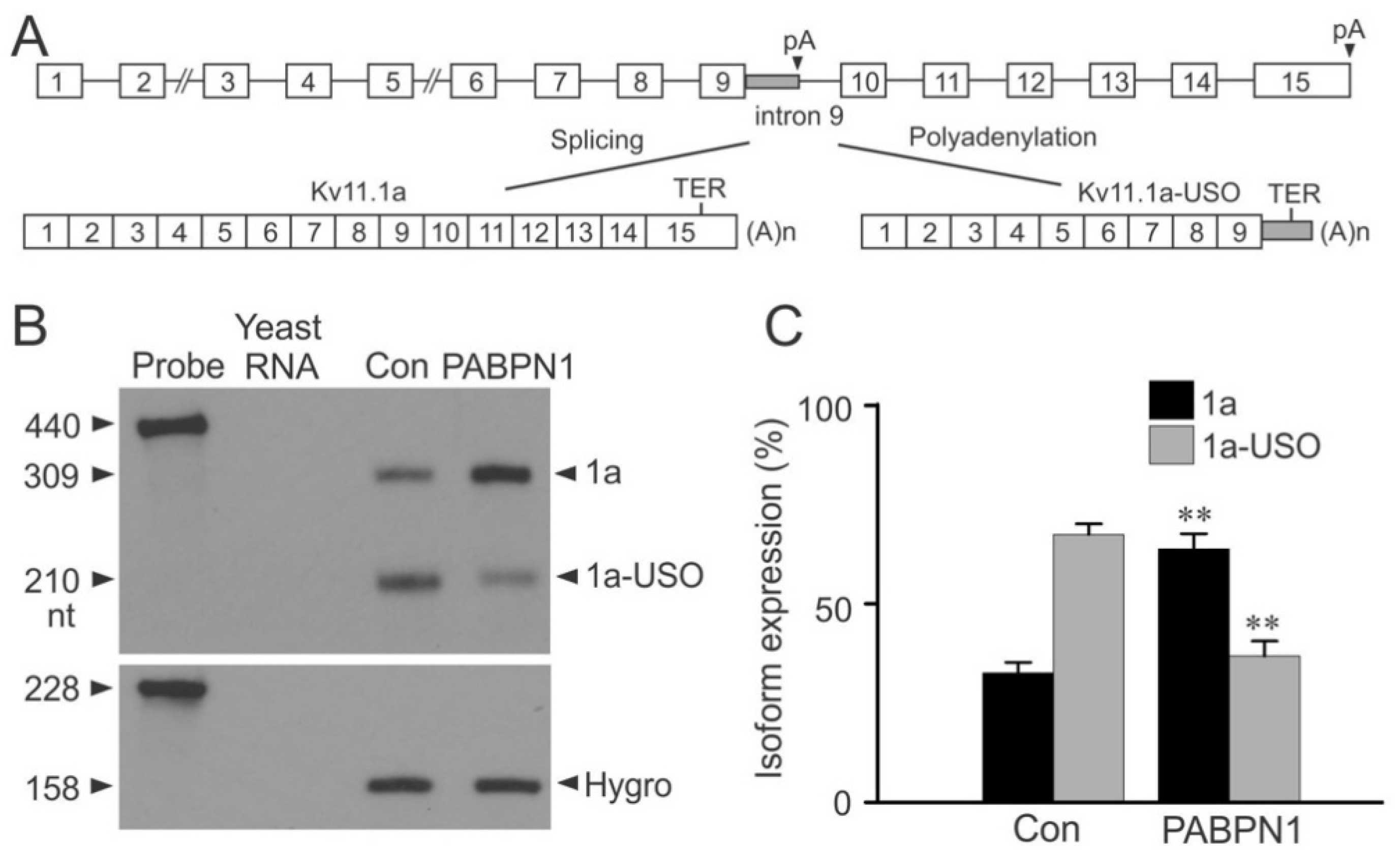 Ijms 22 00863 g004 Ijms 22 00863 g004