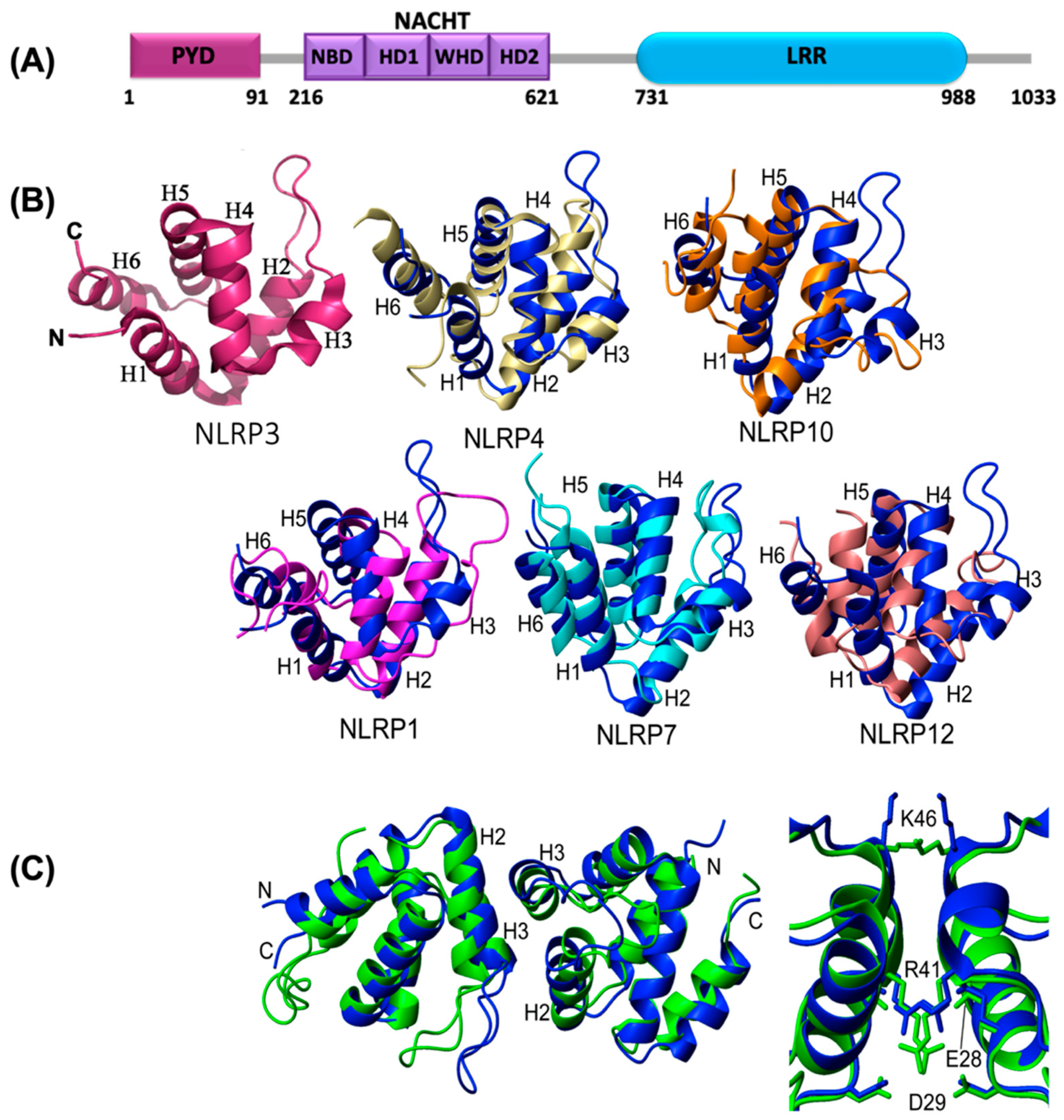 Ijms Free Full Text Structure Activation And Regulation Of Nlrp3 And Aim2 Inflammasomes Html