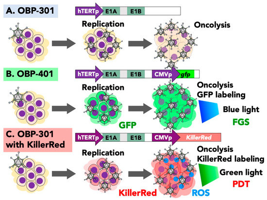 Oncolytic Adenovirus With Temozolomide Induces Autophagy 