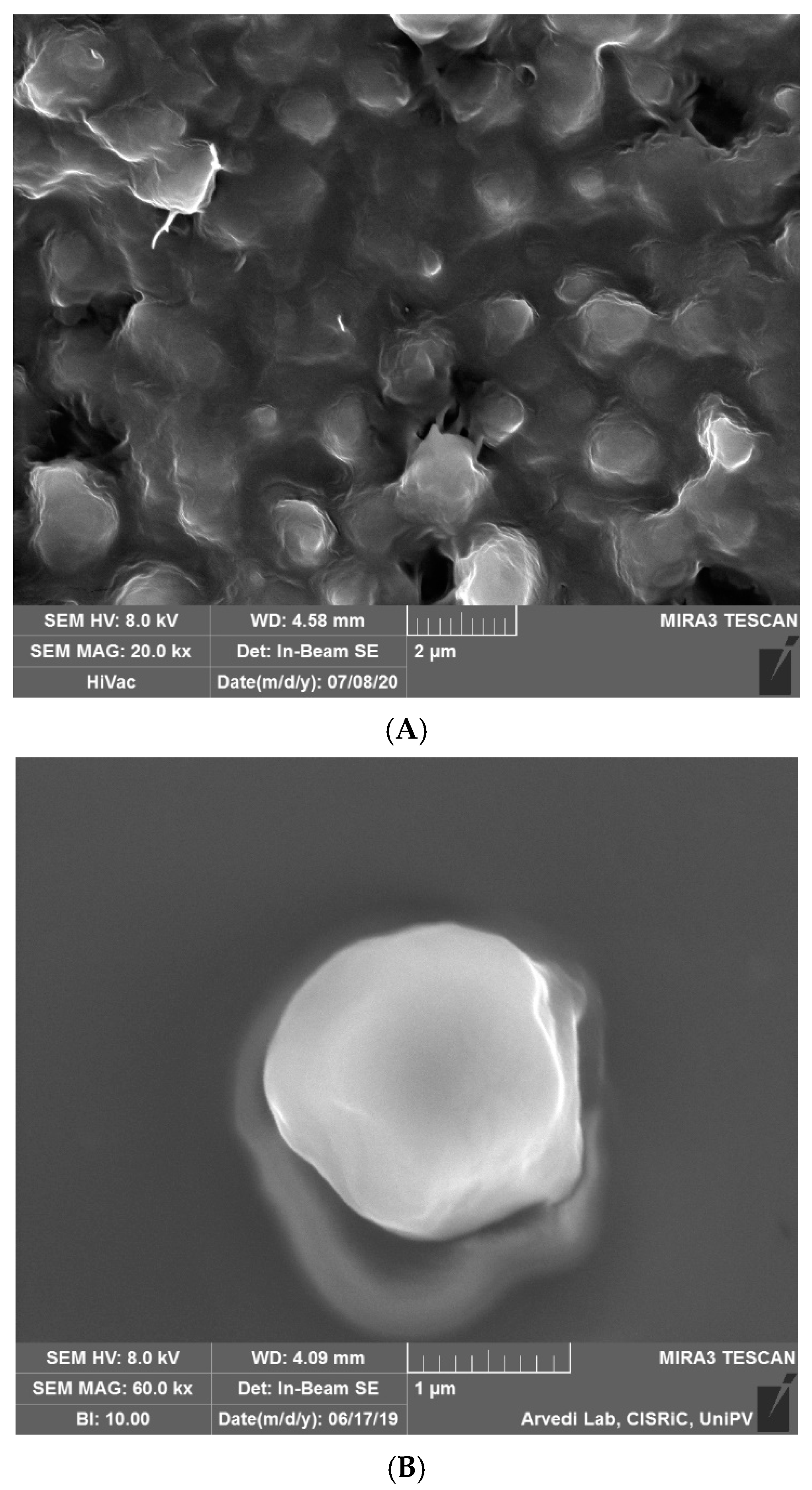 Ijms 22 00891 g001 Ijms 22 00891 g001