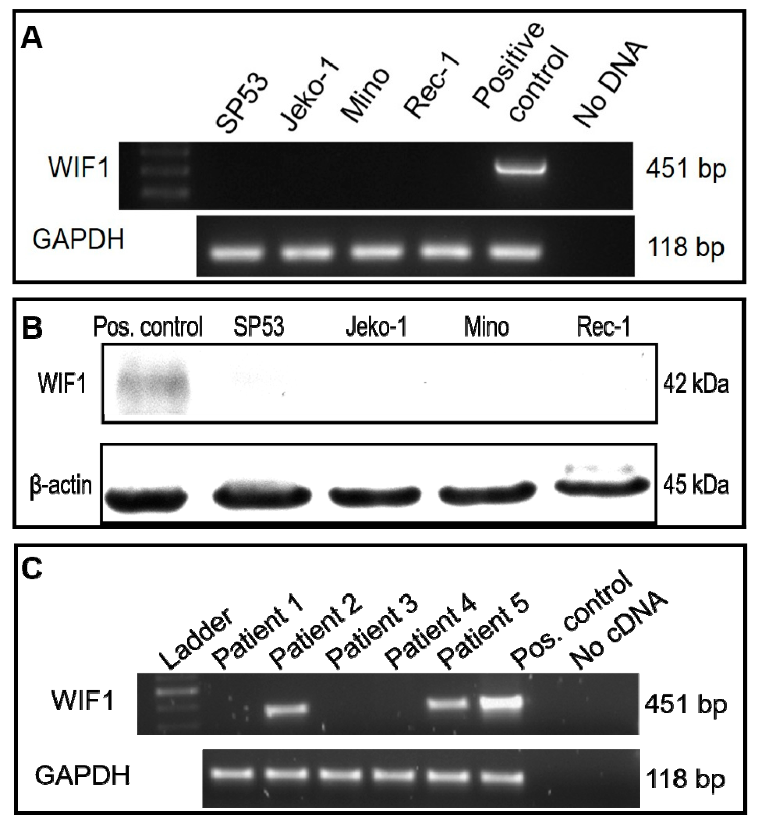 Ijms 22 00893 g001 Ijms 22 00893 g001