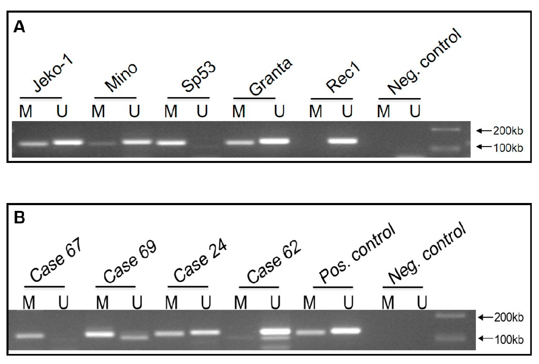 Ijms 22 00893 g002 Ijms 22 00893 g002