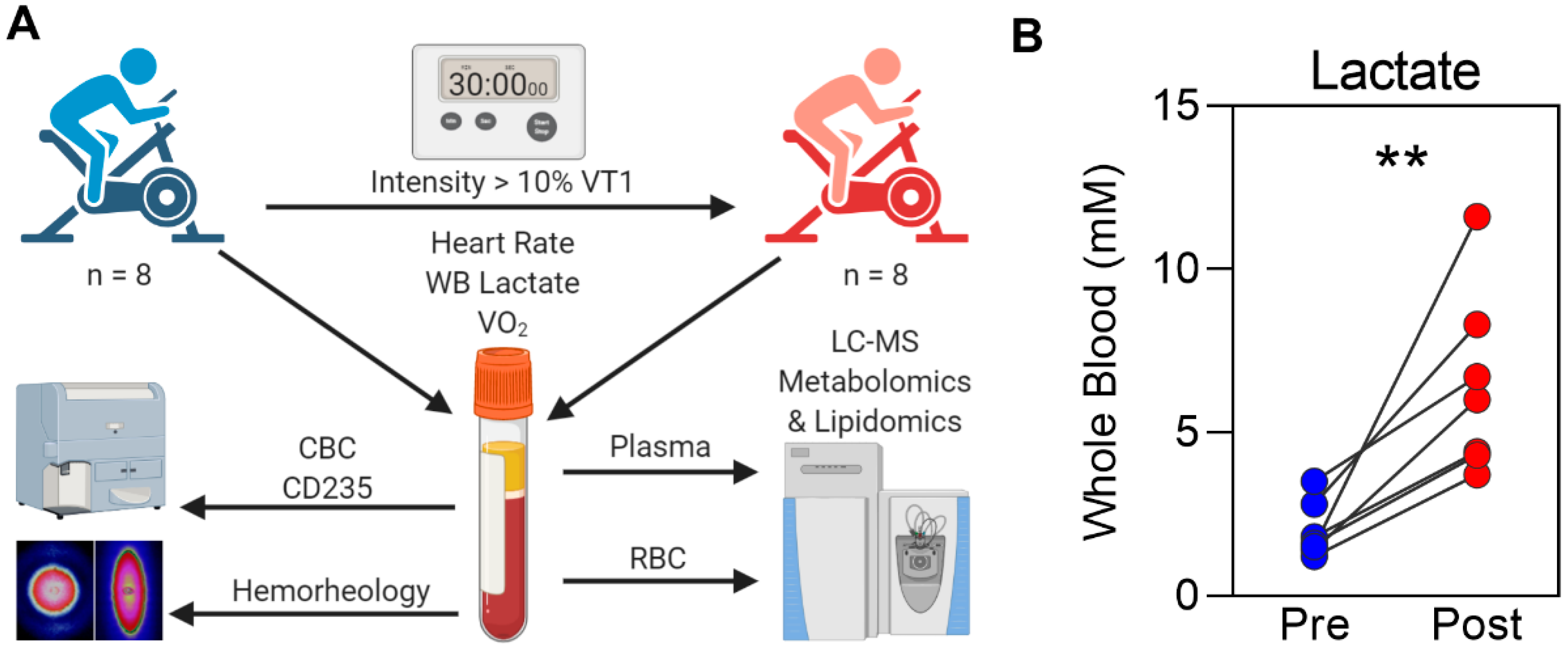 IJMS | Free Full-Text | Acute Cycling Exercise Induces Changes in Red Blood Cell and Membrane Remodeling | HTML