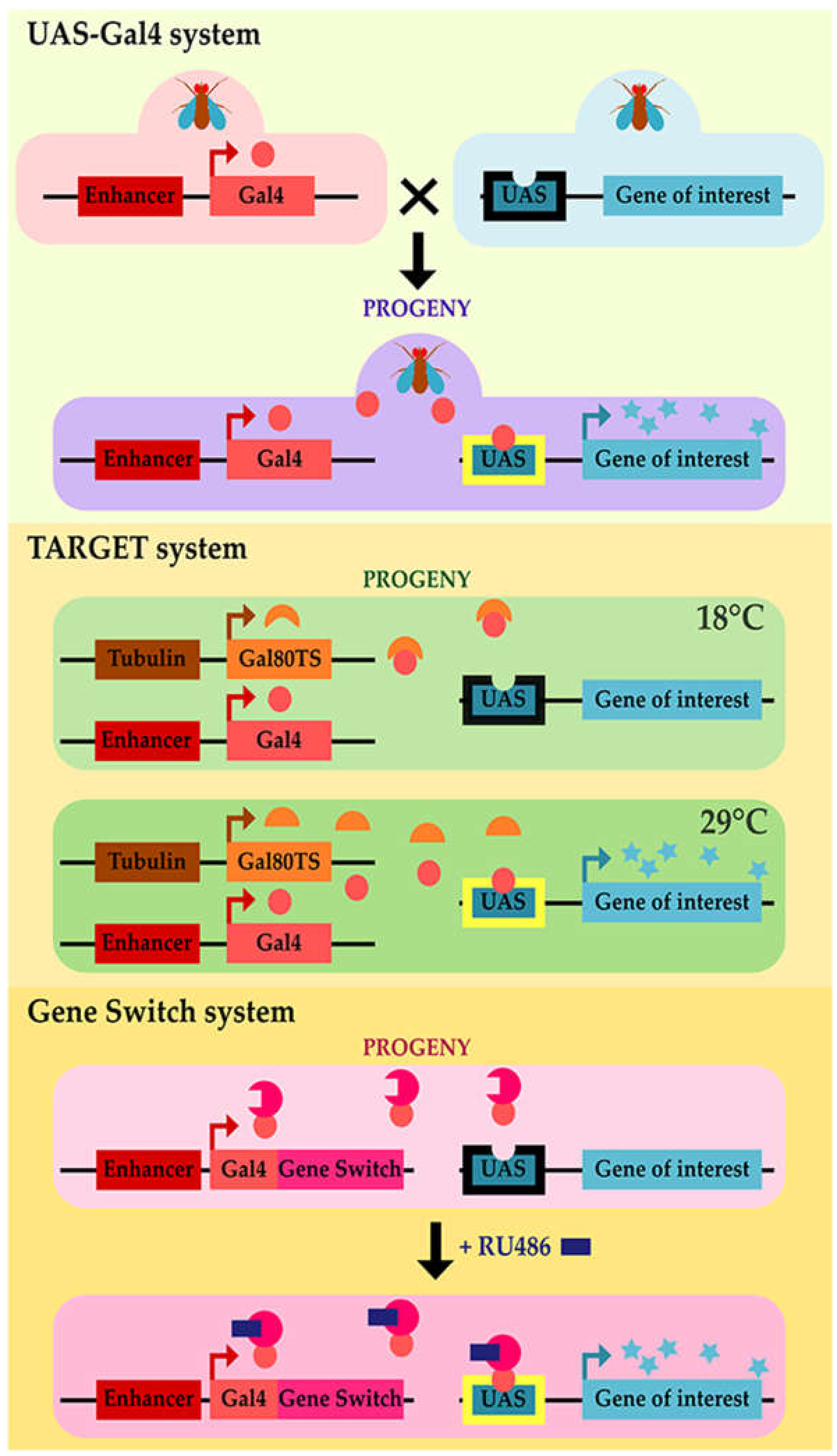 Ijms Free Full Text Amyotrophic Lateral Sclerosis Genes In Drosophila Melanogaster Html