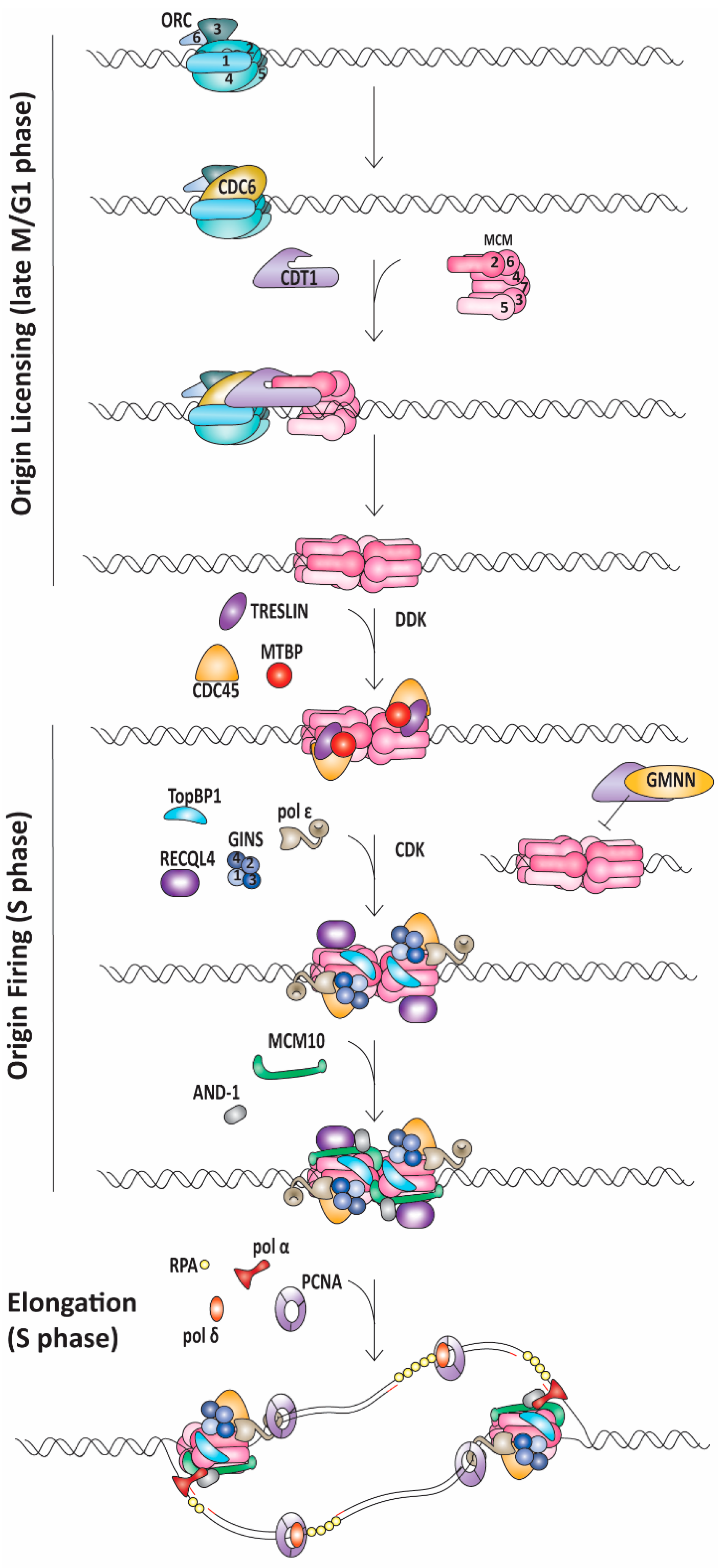 IJMS | Free Full-Text | Congenital Diseases of DNA Replication: Clinical Phenotypes and Molecular Mechanisms IJMS | Free Full-Text | Congenital Diseases of DNA Replication: Clinical Phenotypes and Molecular Mechanisms