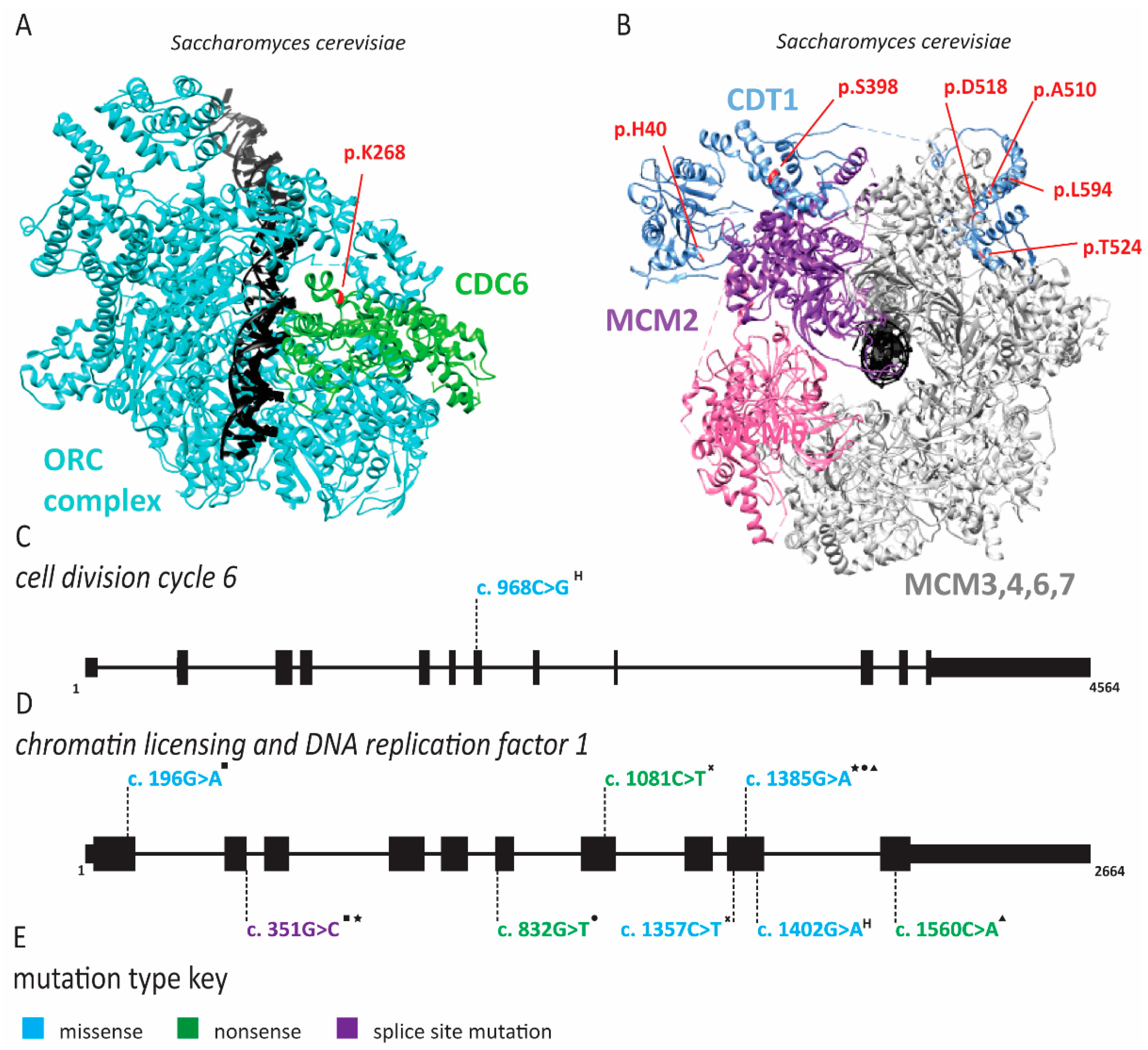 Ijms 22 00911 g003 Ijms 22 00911 g003