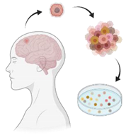 Ijms 22 00924 i002 Ijms 22 00924 i002