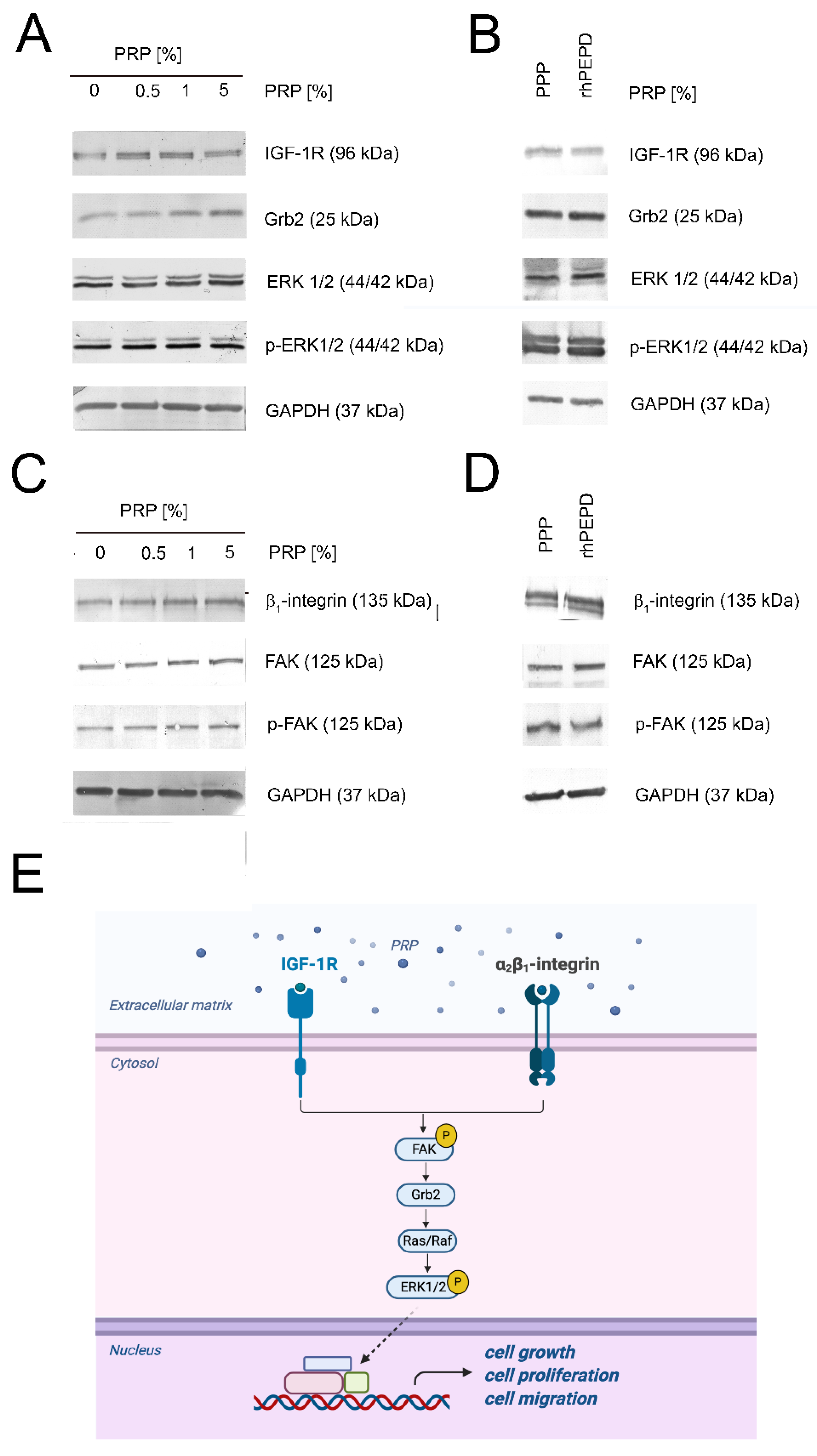 Ijms 22 00936 g004 Ijms 22 00936 g004