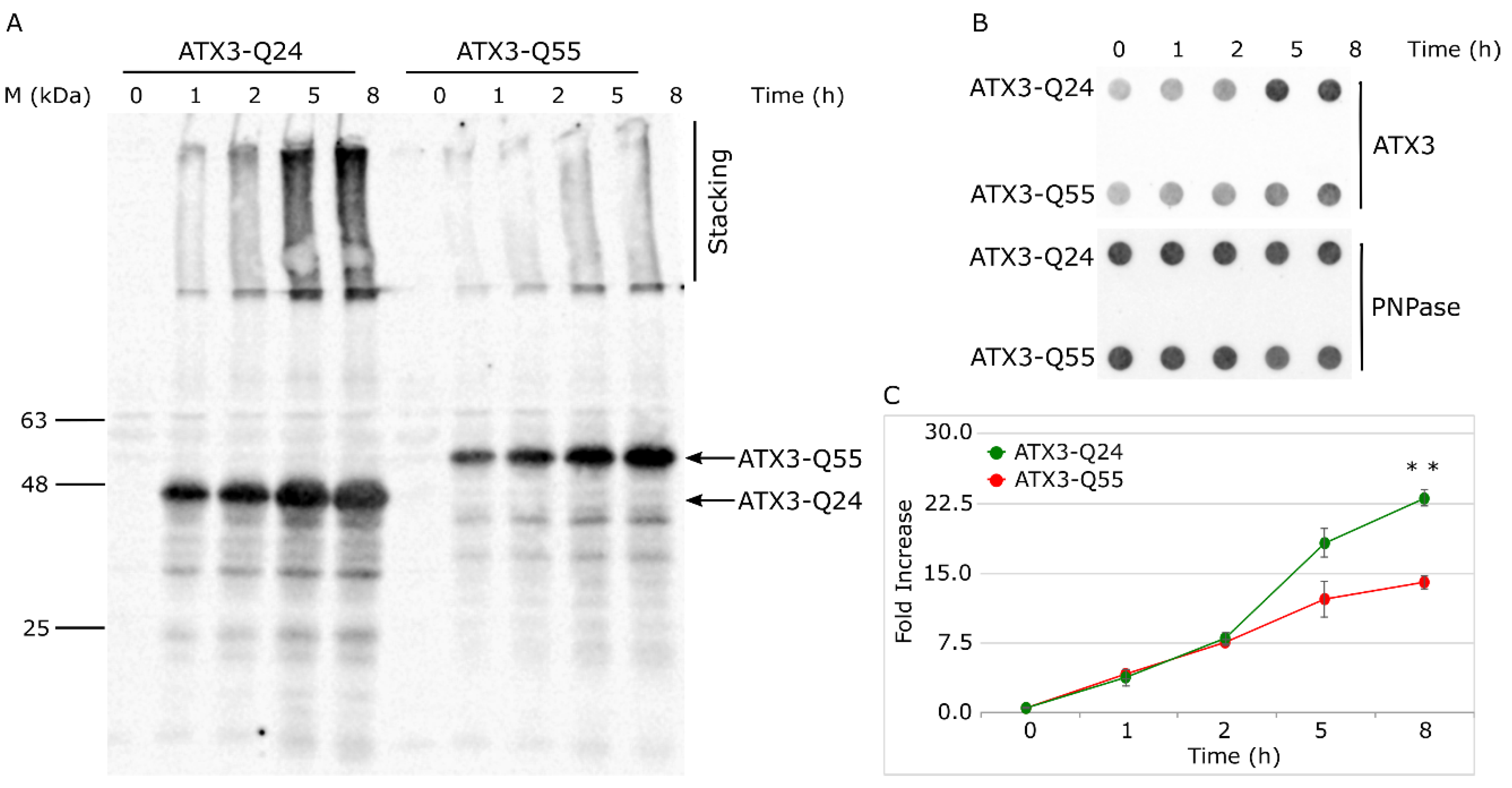Ijms 22 00943 g002 Ijms 22 00943 g002