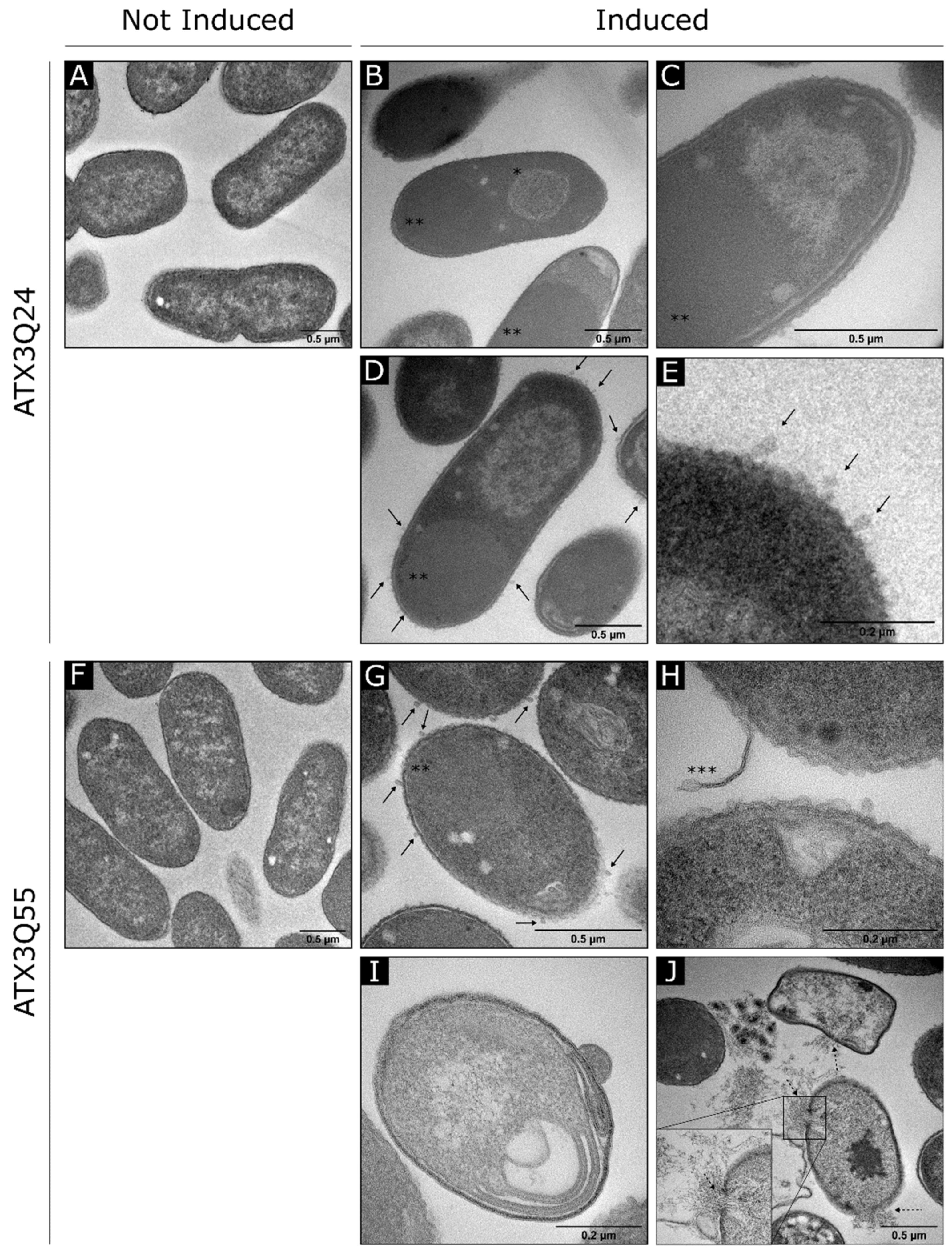 Ijms 22 00943 g008a Ijms 22 00943 g008a
