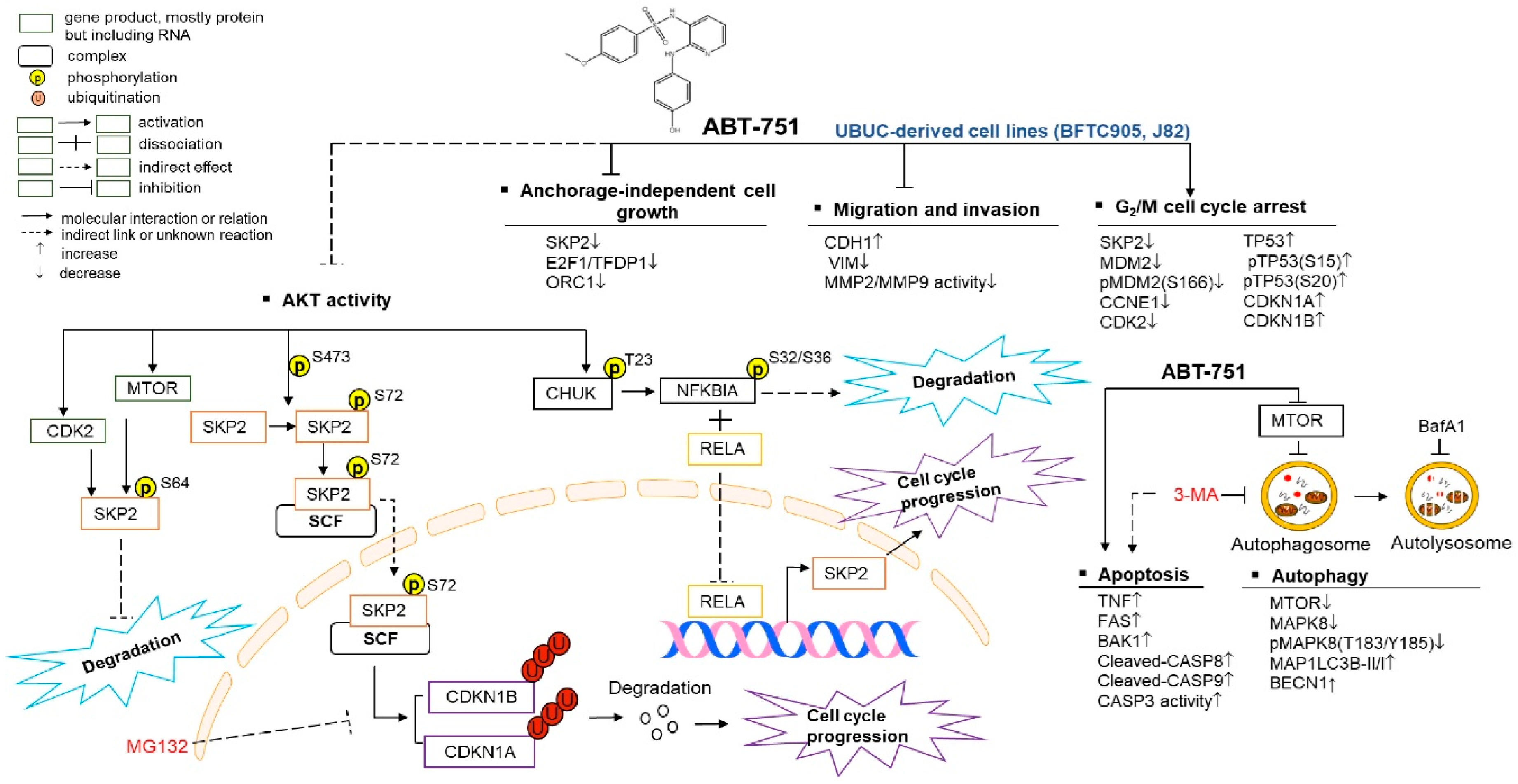 Ijms 22 00945 g006 Ijms 22 00945 g006