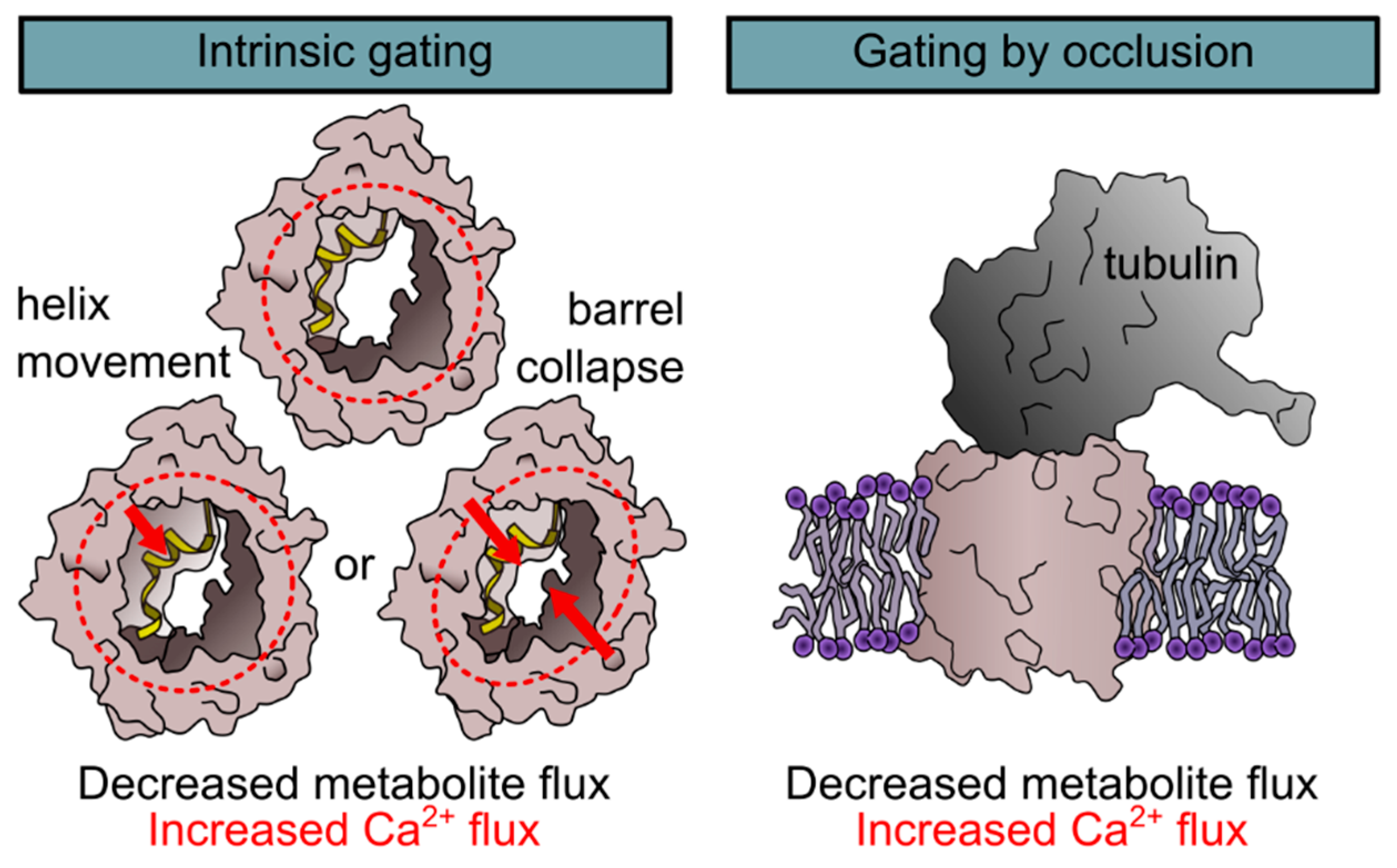 Ijms 22 00946 g001 Ijms 22 00946 g001