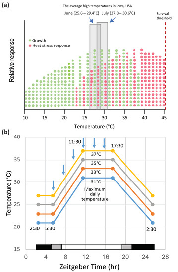 【H@L】 Heat Stress Responses and Thermotolerance in Maize