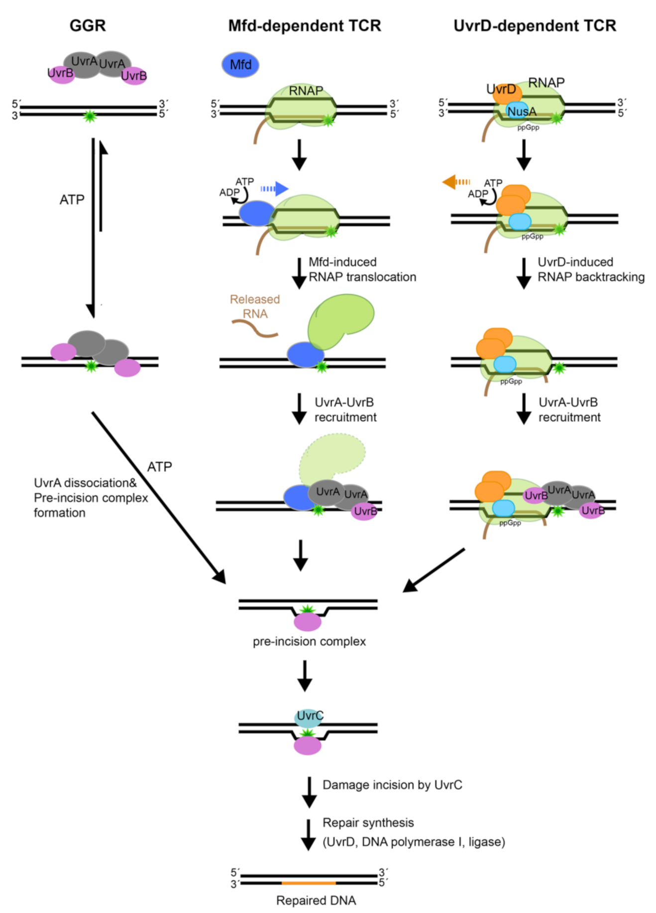 Ijms Free Full Text A Peek Inside The Machines Of Bacterial Nucleotide Excision Repair Html Ijms Free Full Text A Peek Inside The Machines Of Bacterial Nucleotide Excision Repair Html