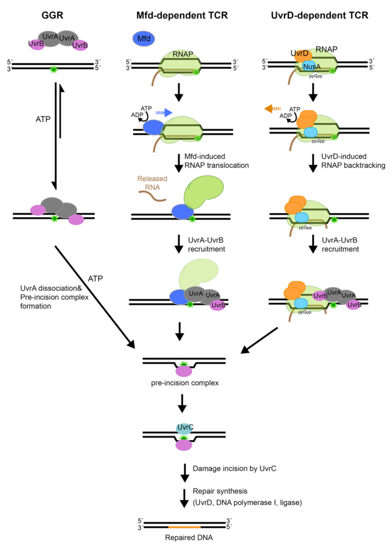 Ijms Free Full Text A Peek Inside The Machines Of Bacterial Nucleotide Excision Repair Html