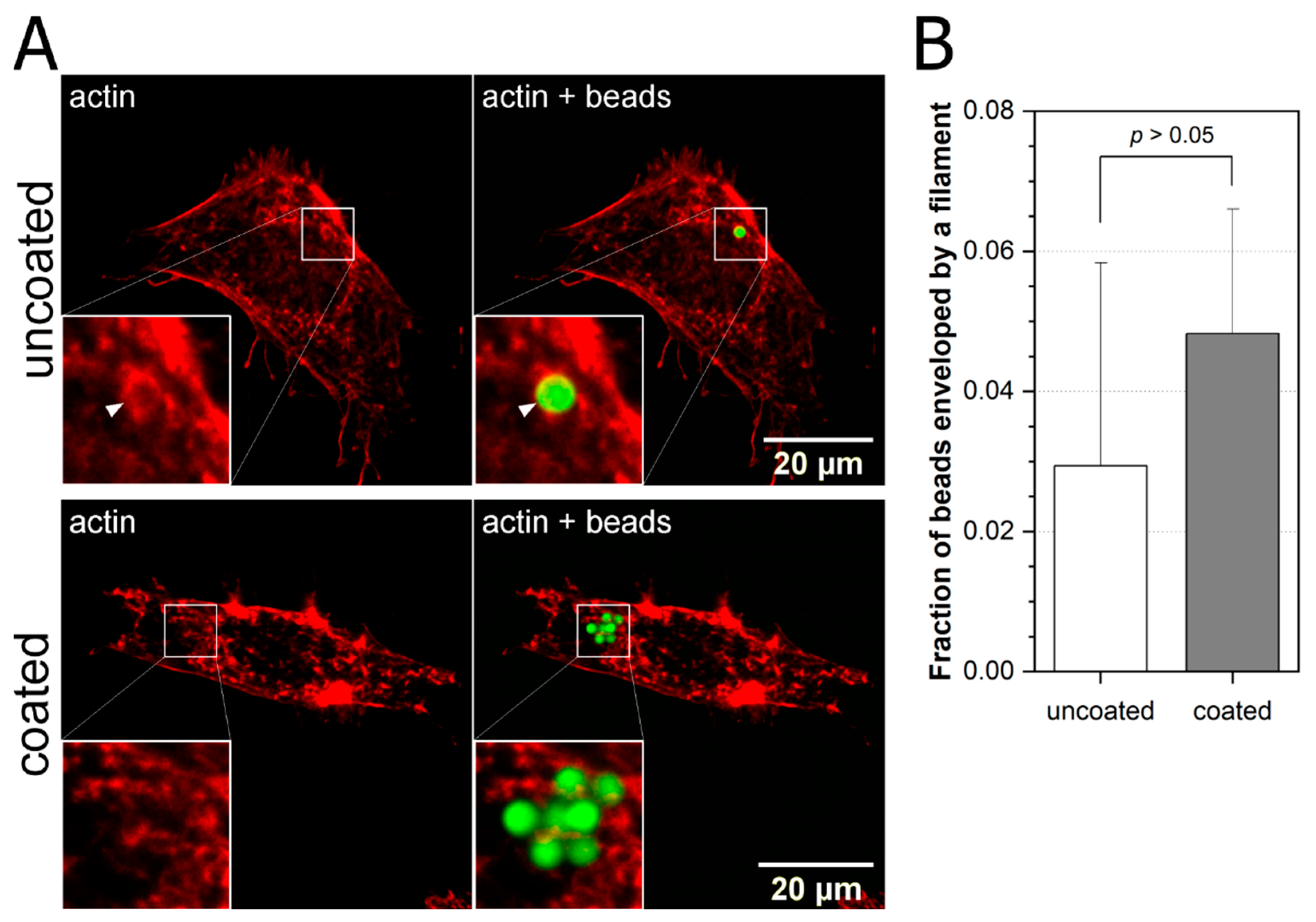 Ijms 22 00960 g002 Ijms 22 00960 g002